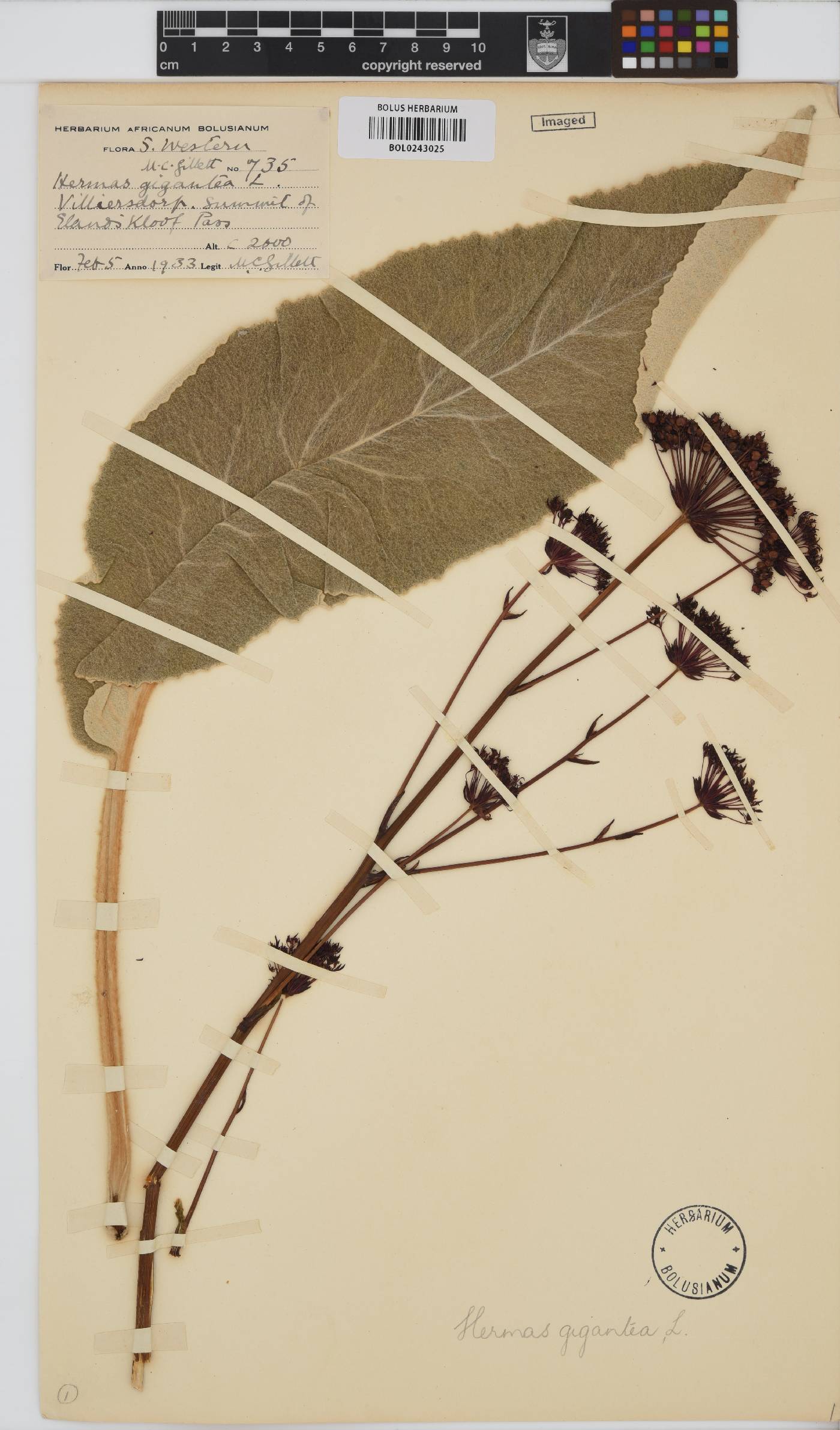 Hermas gigantea image