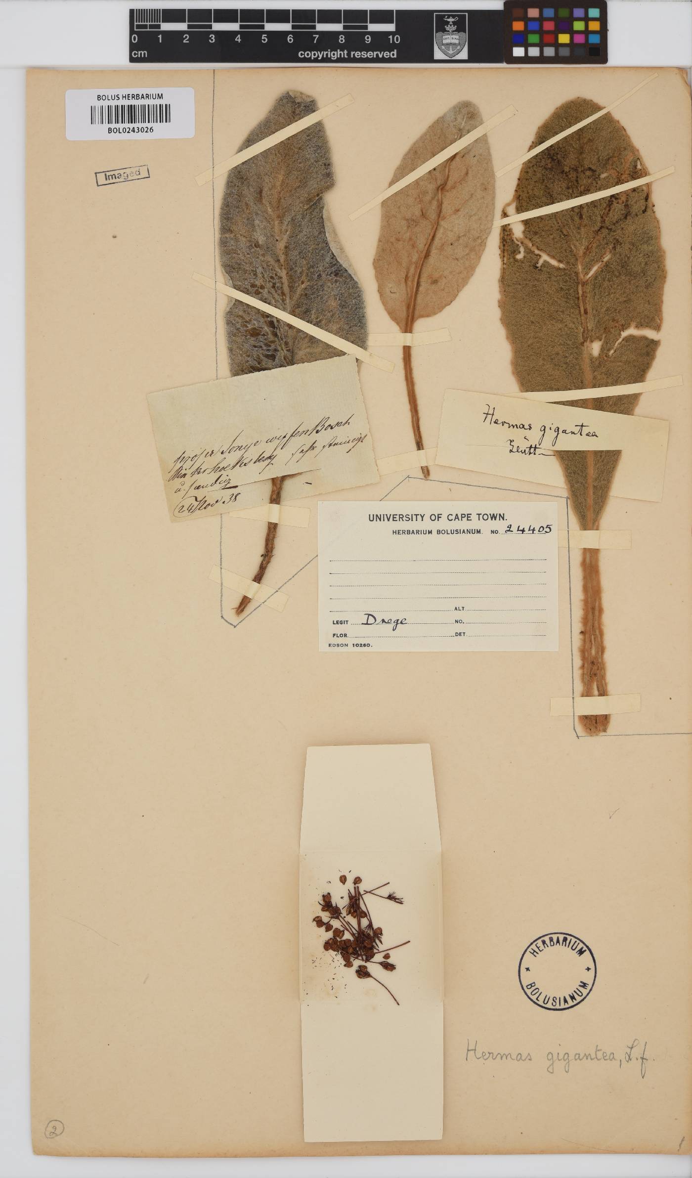 Hermas gigantea image