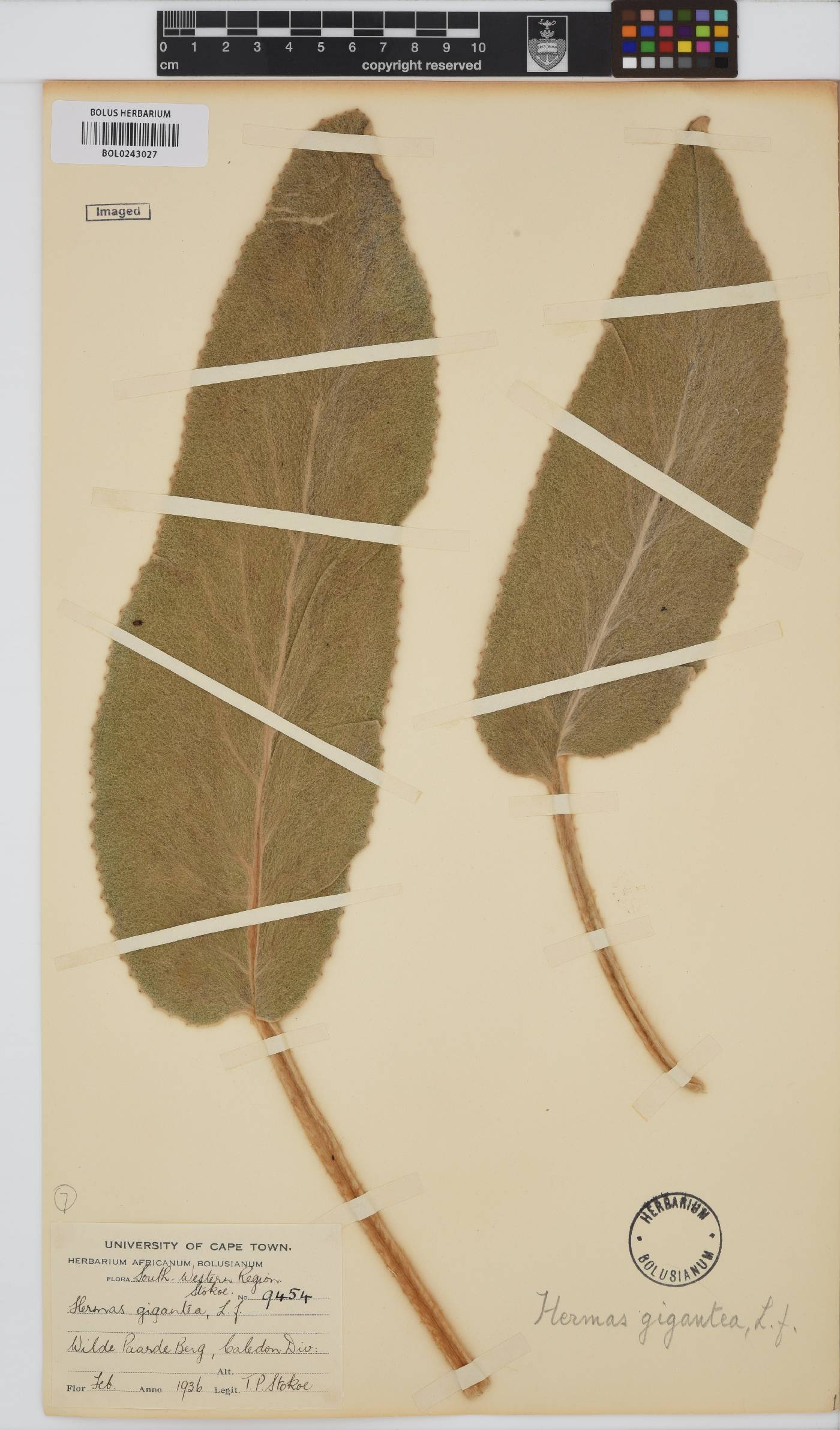 Hermas gigantea image