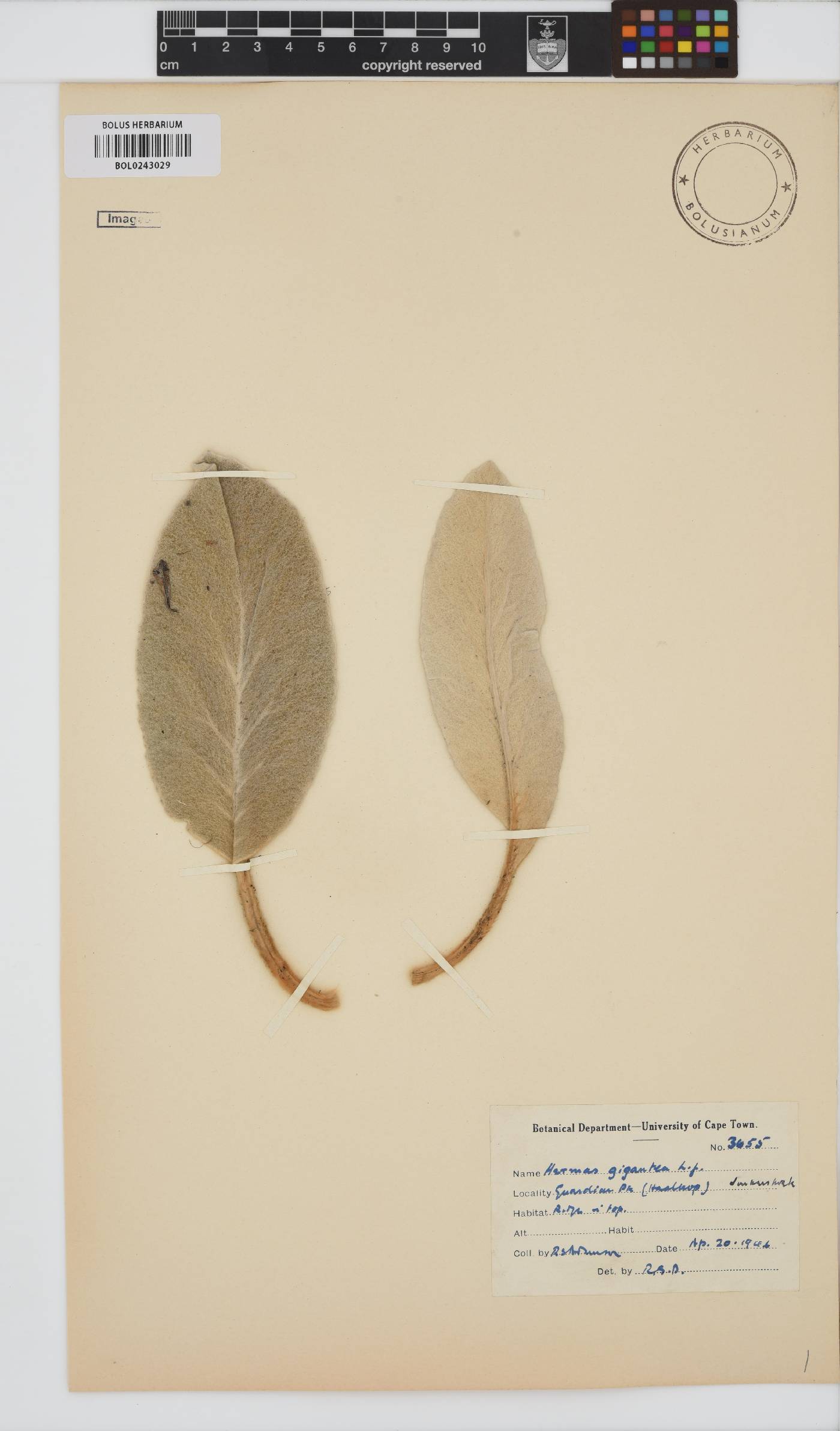 Hermas gigantea image
