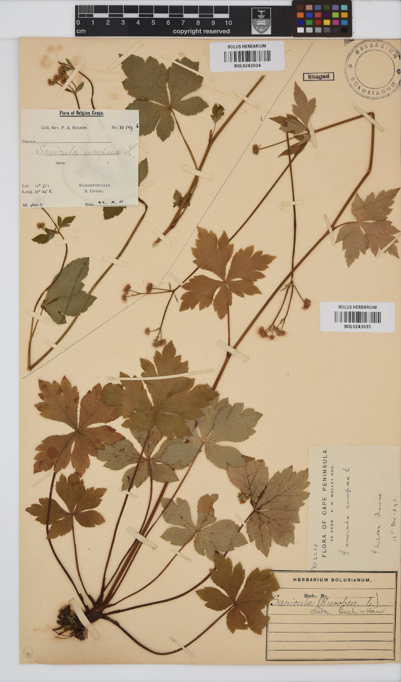 Sanicula elata image