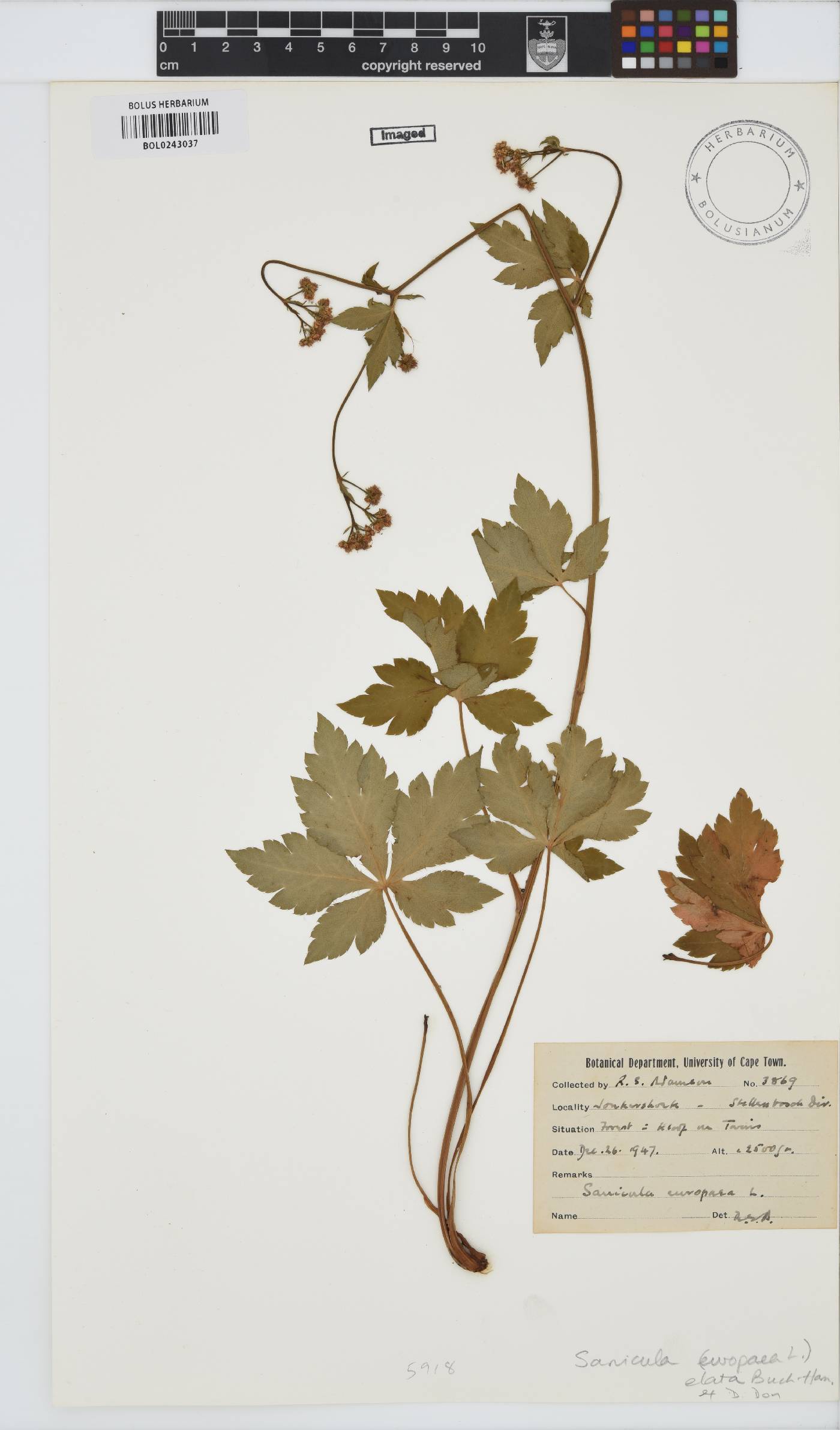 Sanicula image