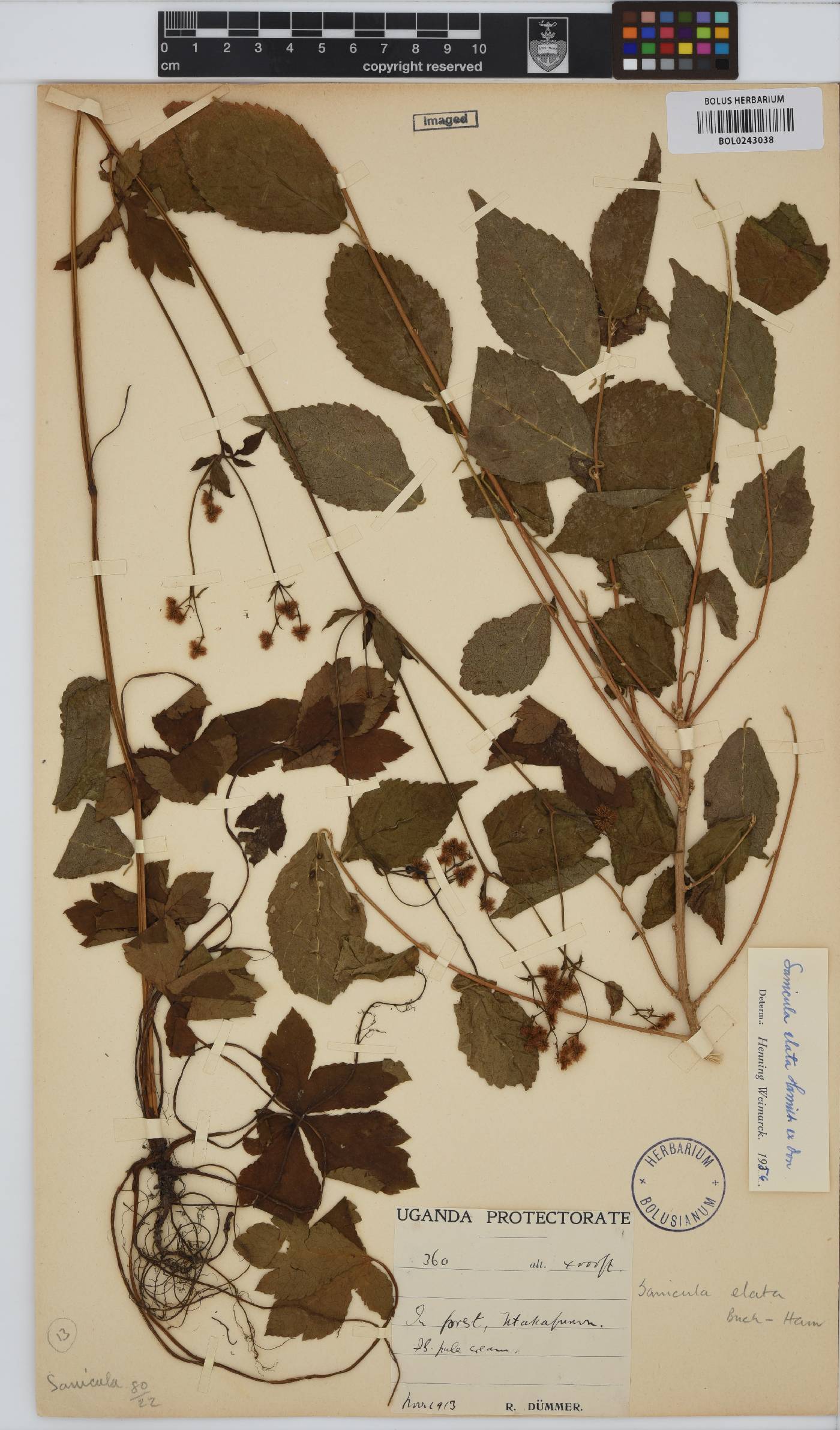 Sanicula image
