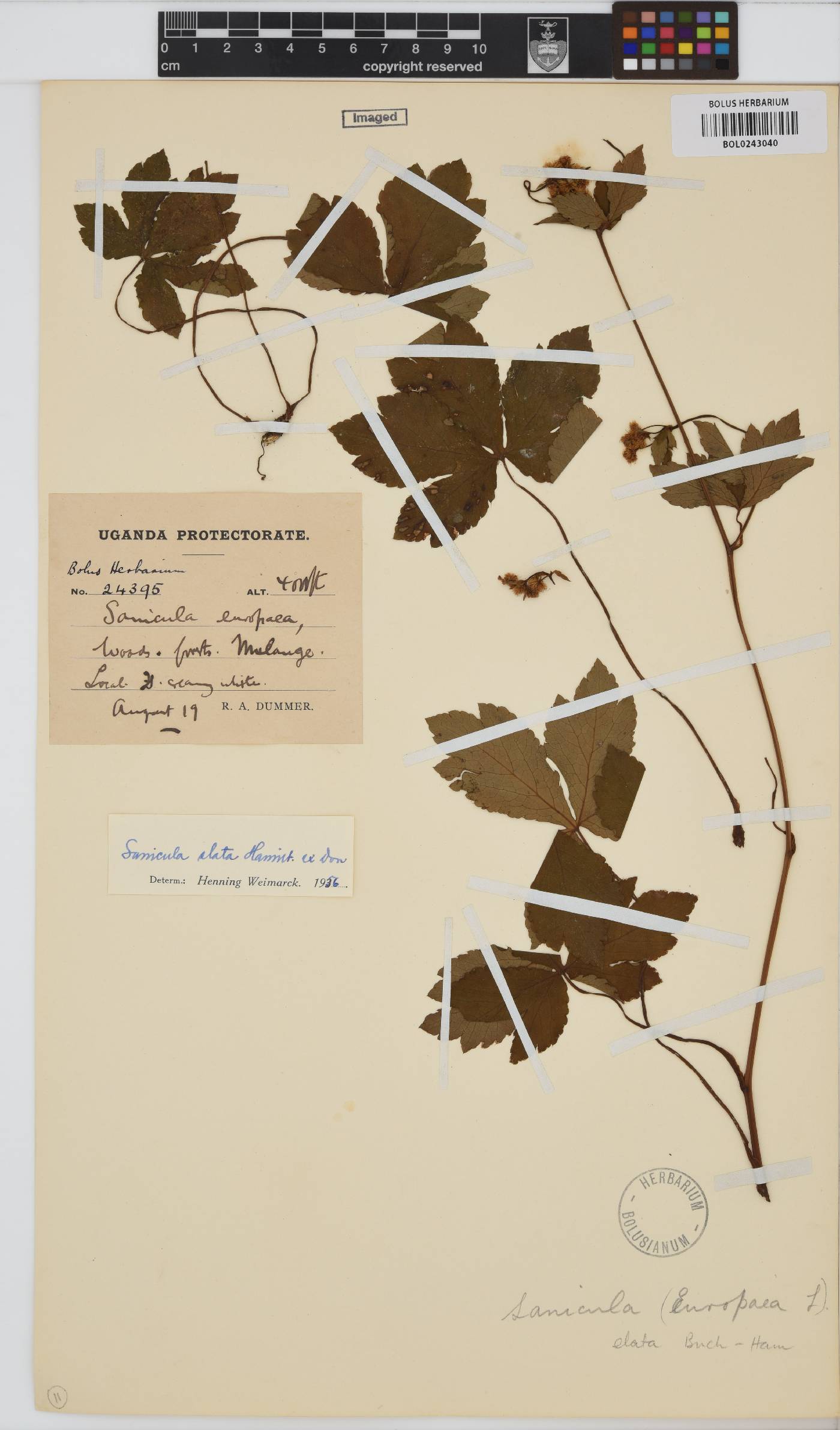 Sanicula elata image