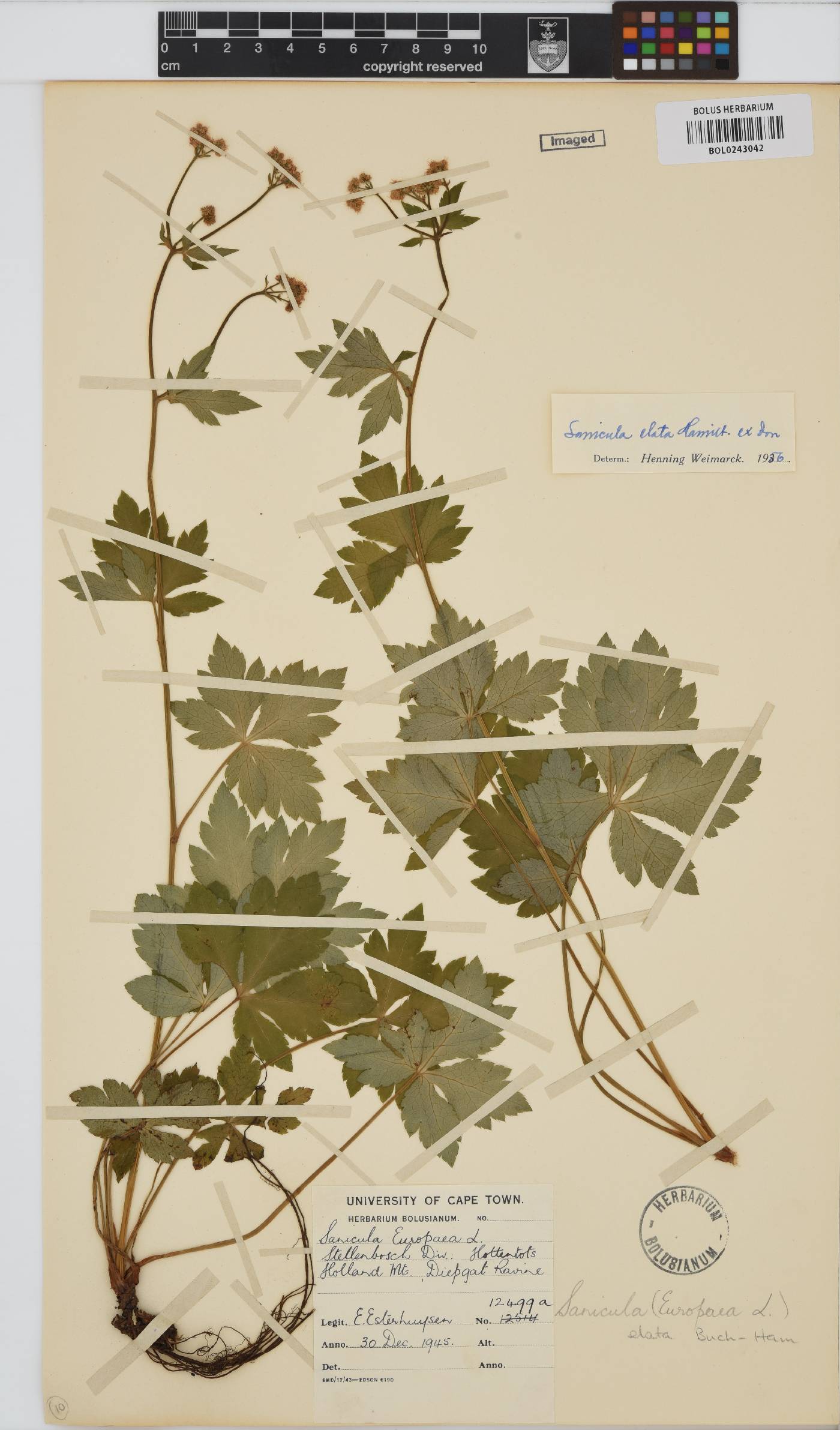 Sanicula image