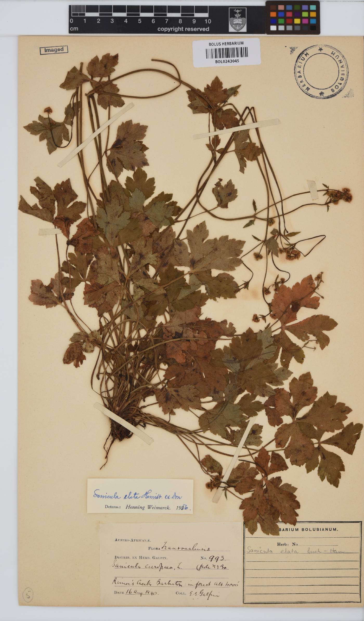 Sanicula elata image