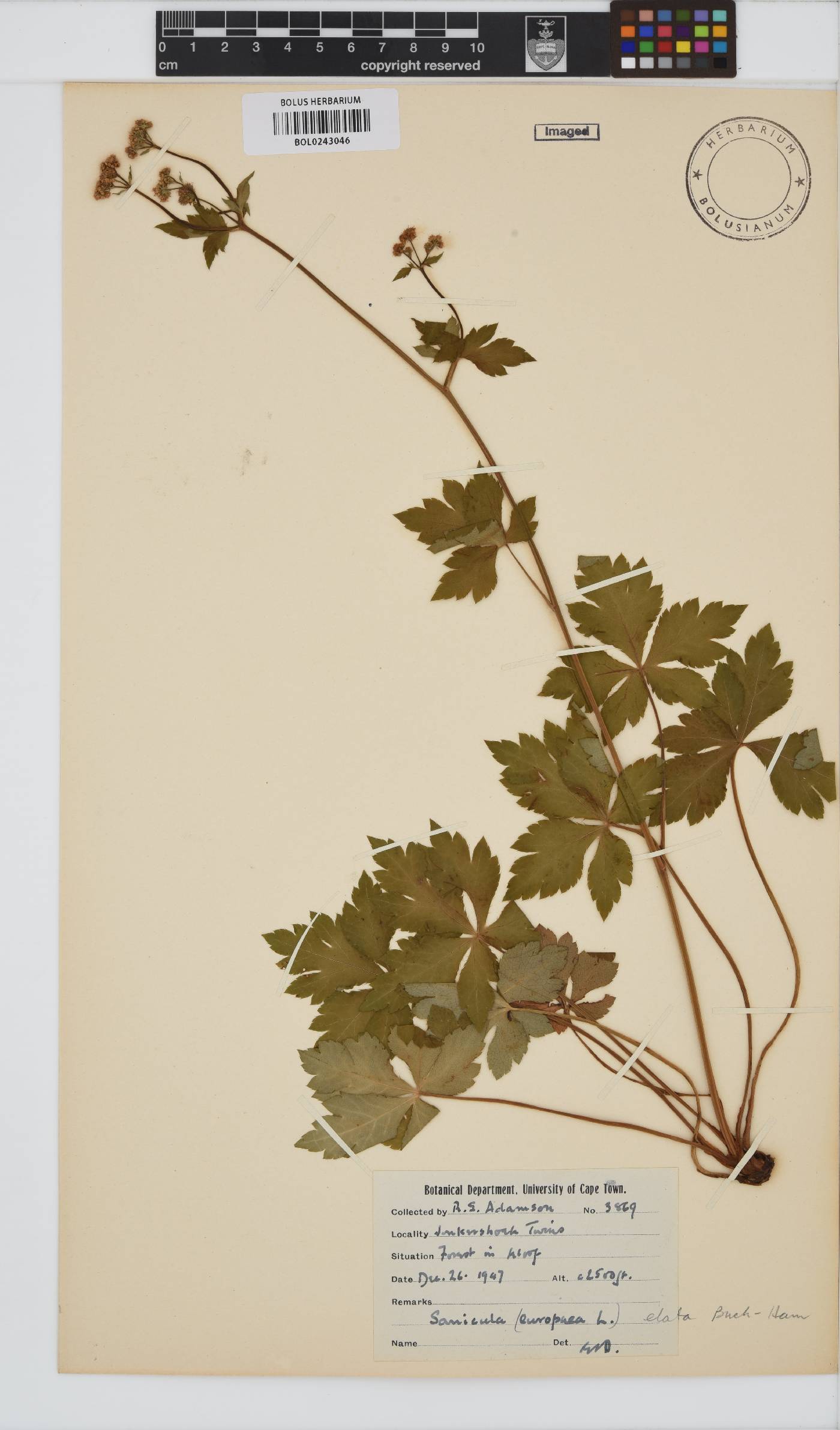 Sanicula elata image