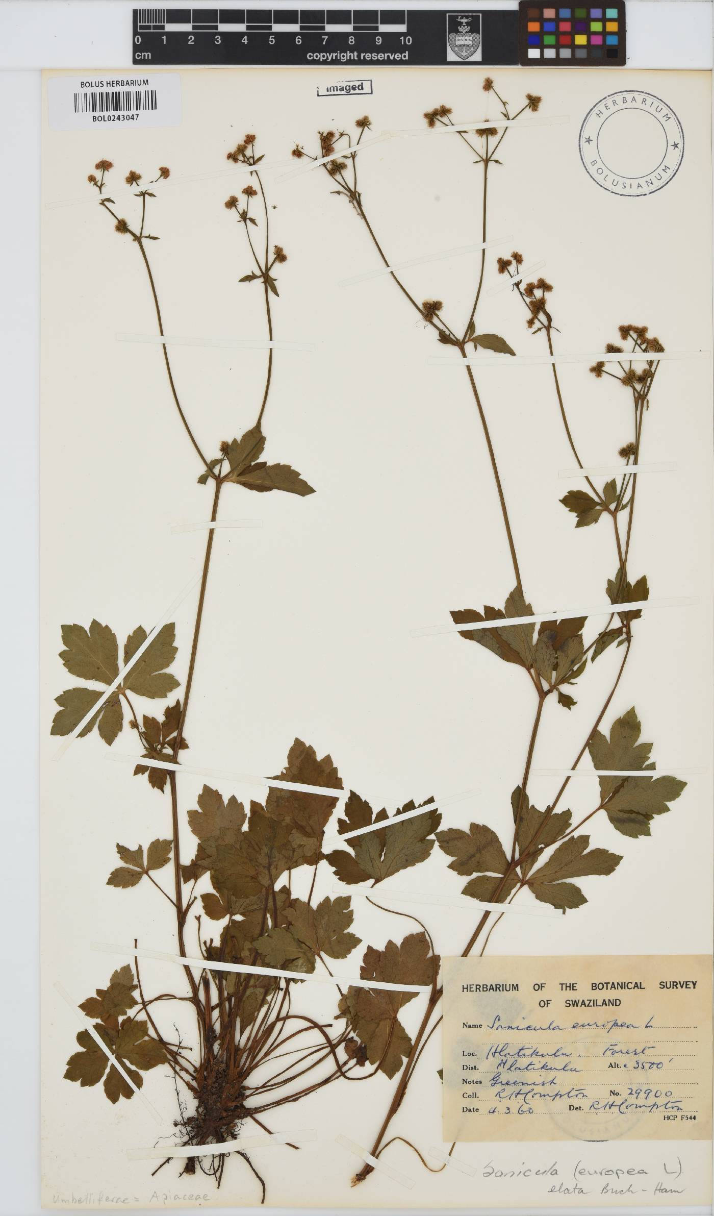 Sanicula elata image