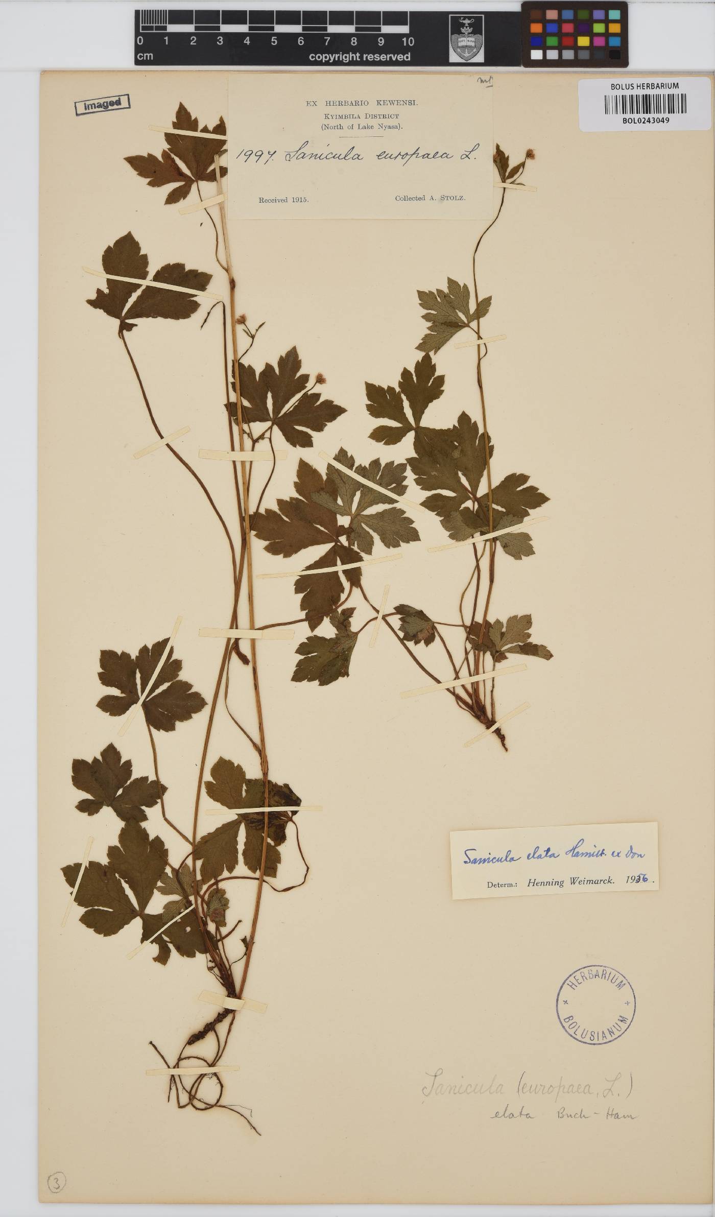 Sanicula elata image