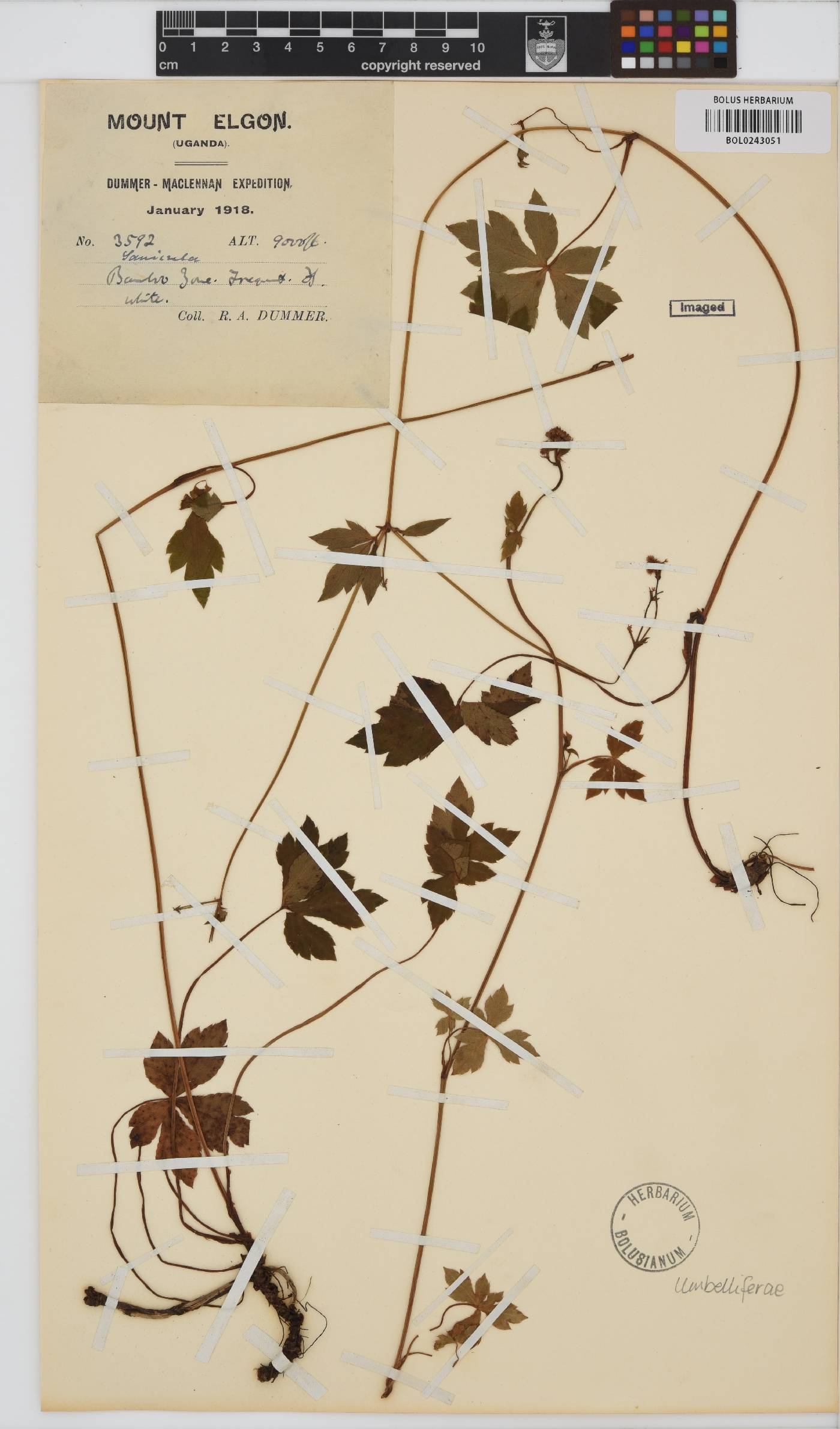 Sanicula elata image