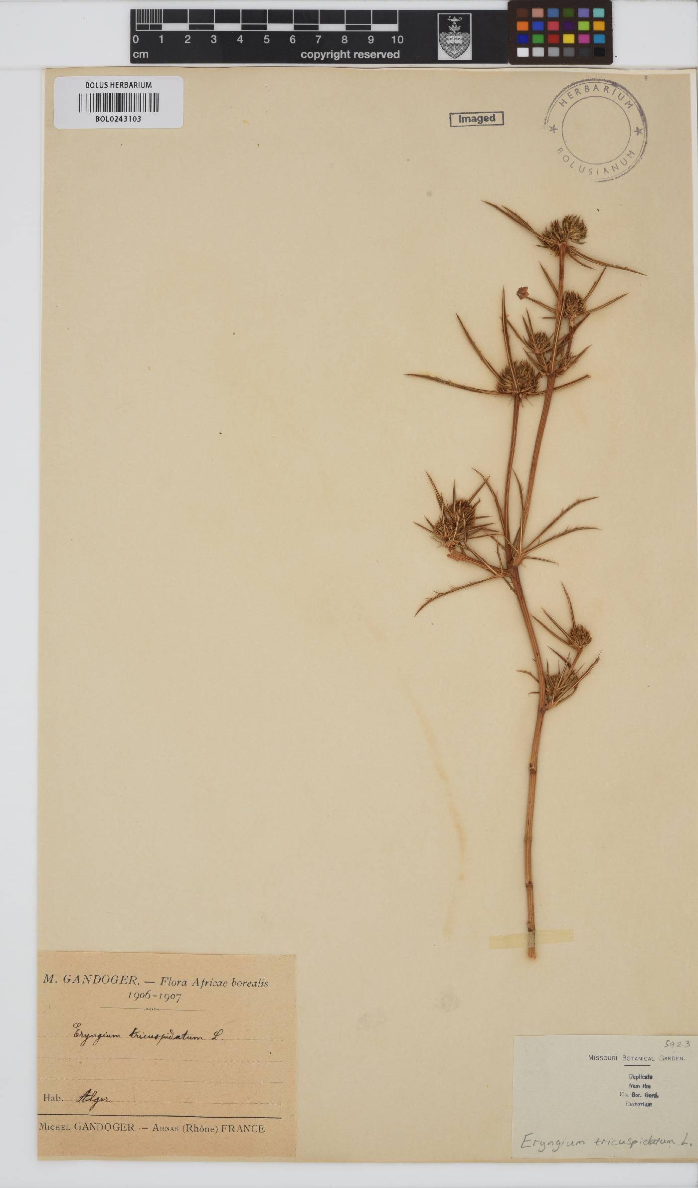 Eryngium tricuspidatum image