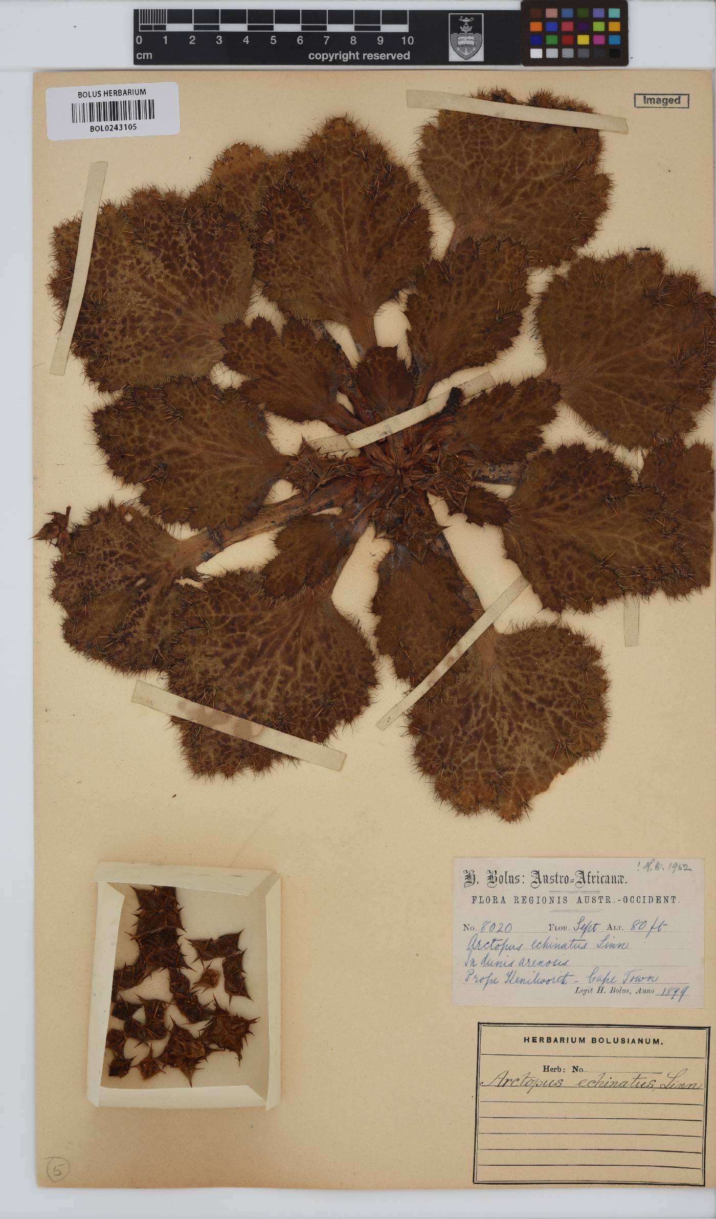 Arctopus echinatus image