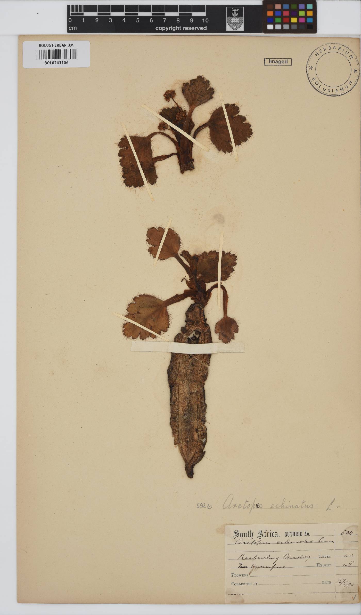 Arctopus echinatus image