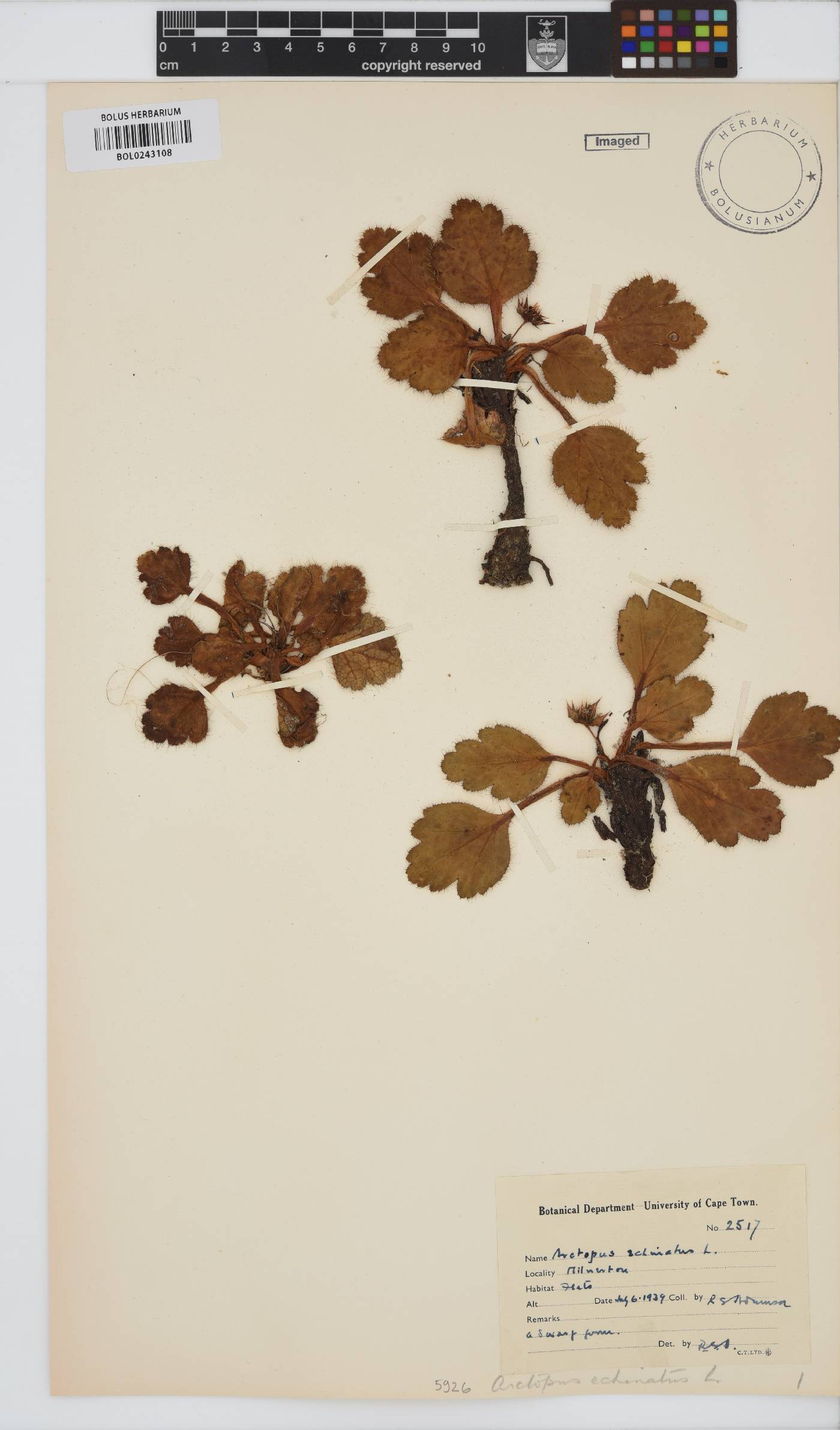 Arctopus echinatus image