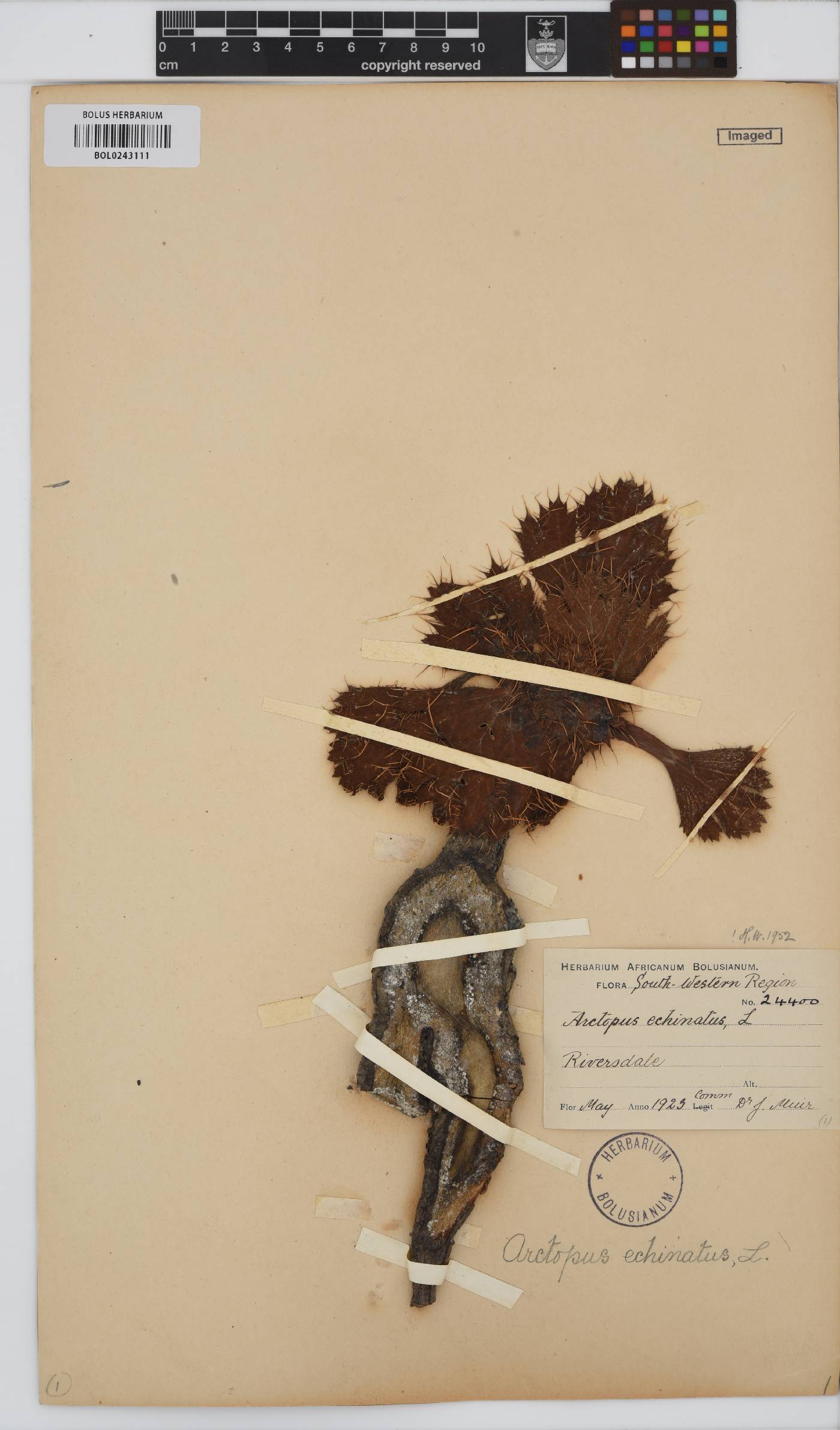 Arctopus image