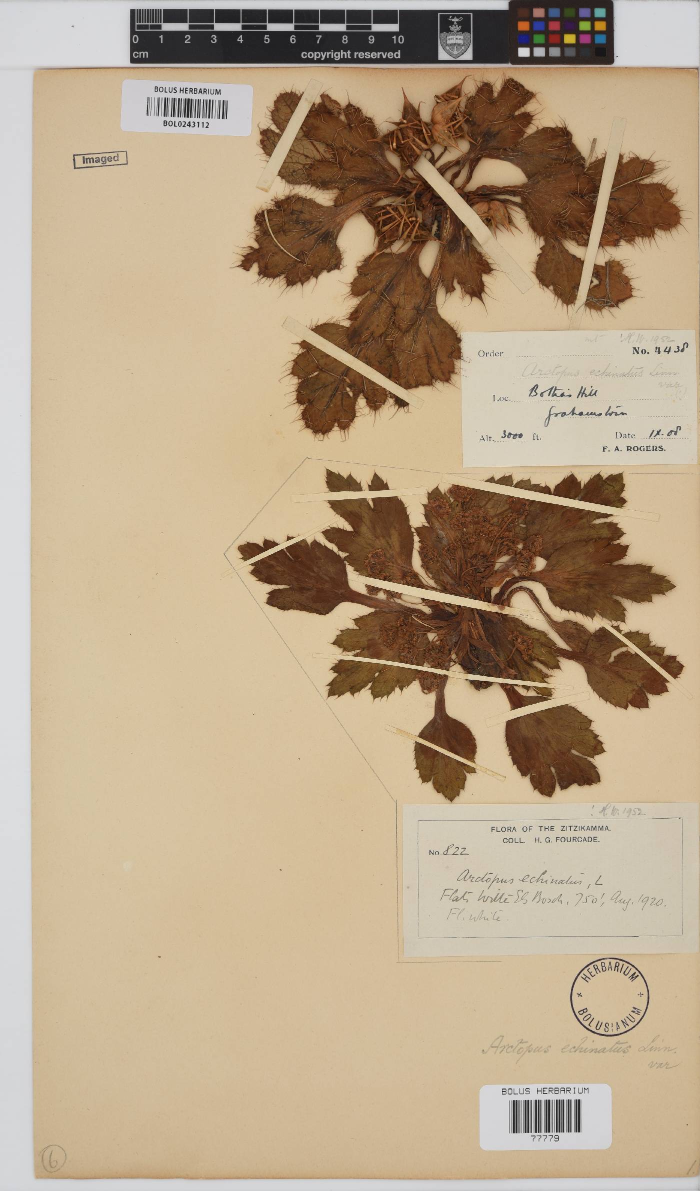 Arctopus image