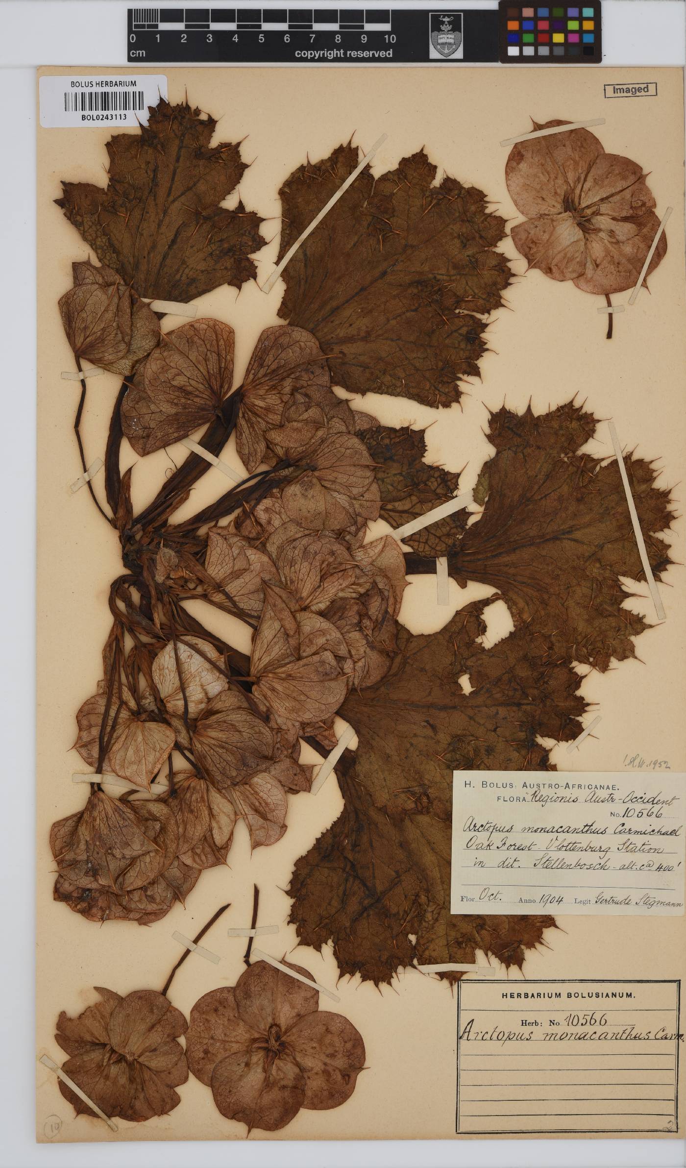 Arctopus monacanthus image