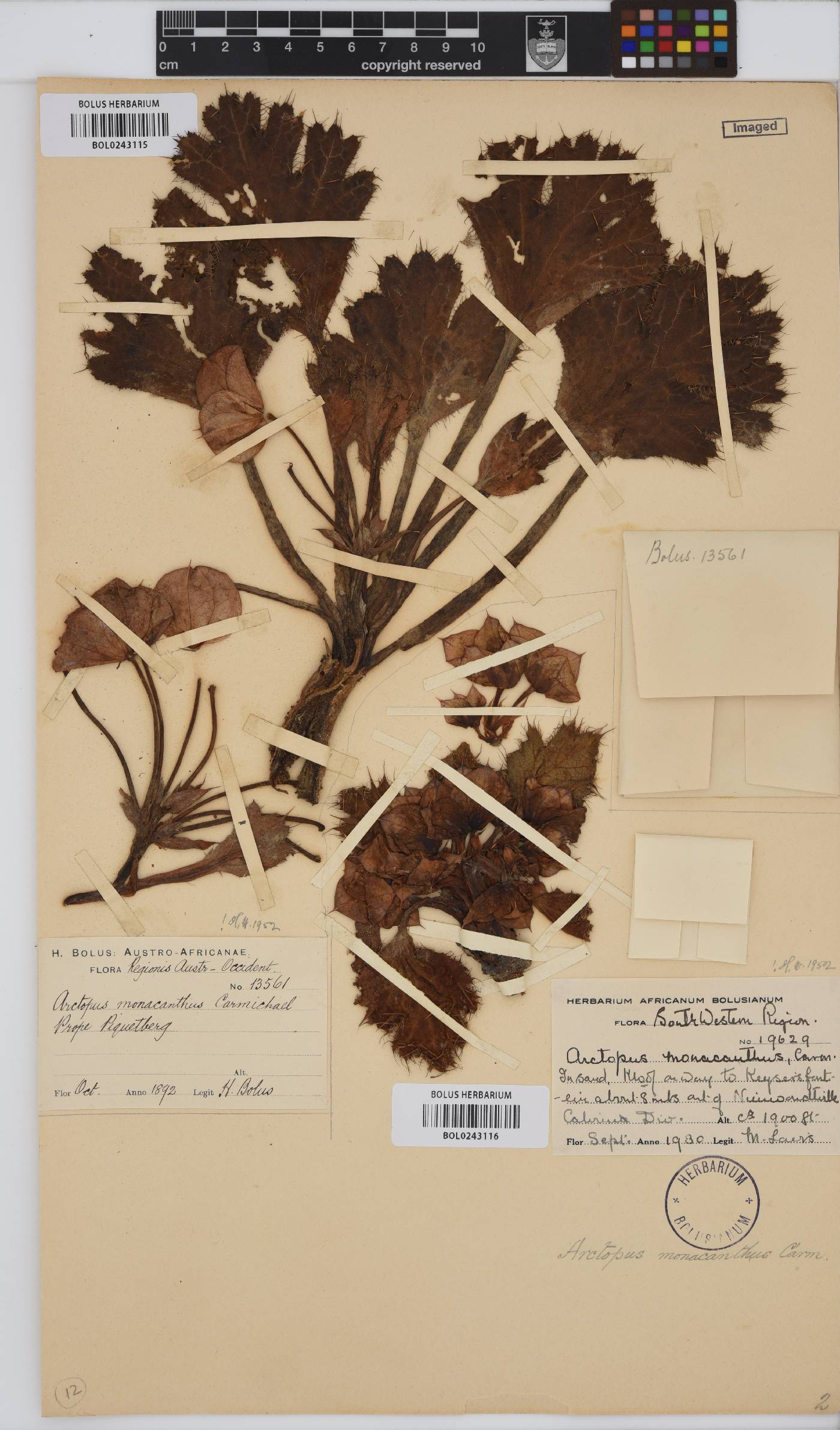Arctopus monacanthus image