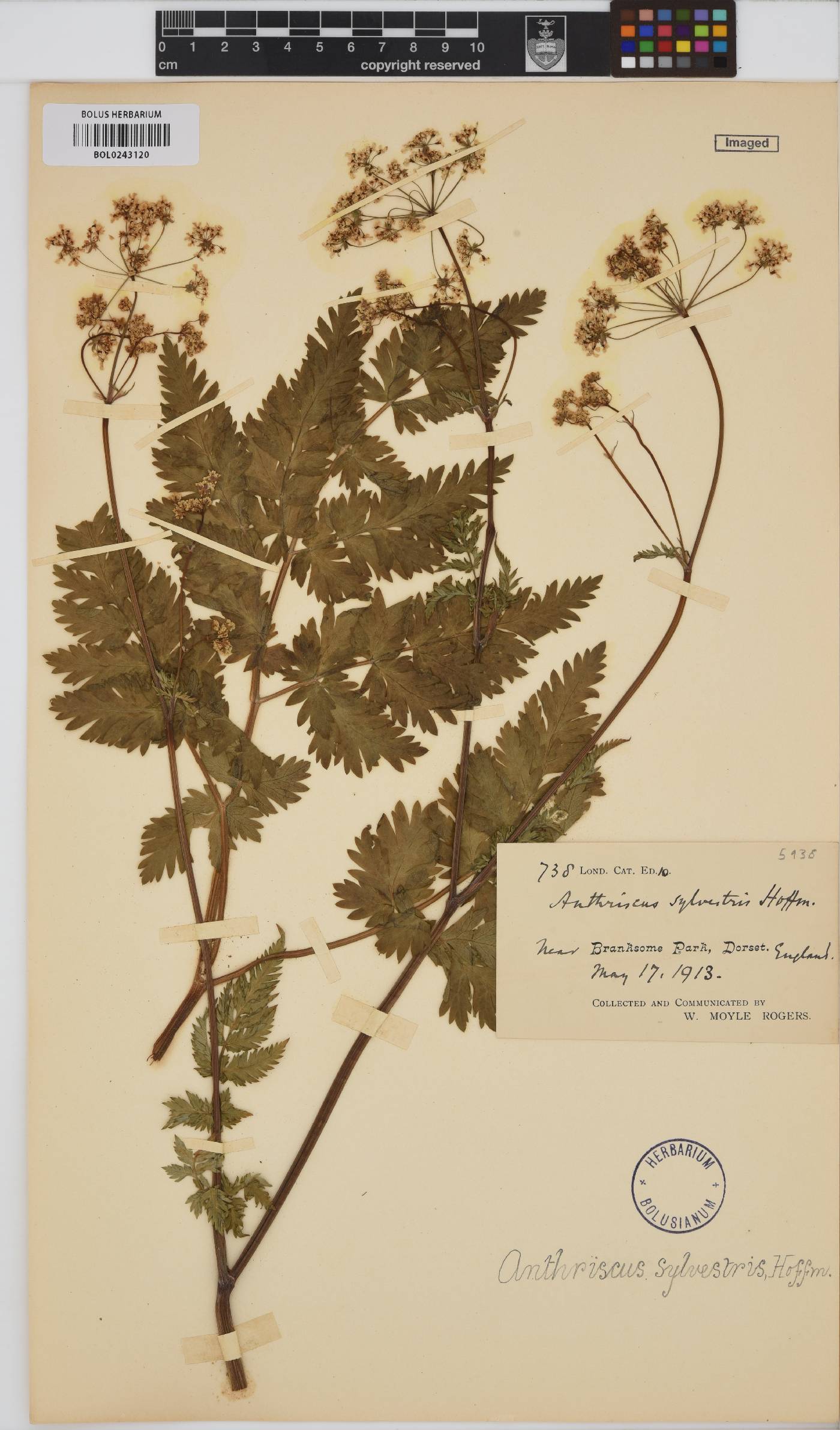 Anthriscus image