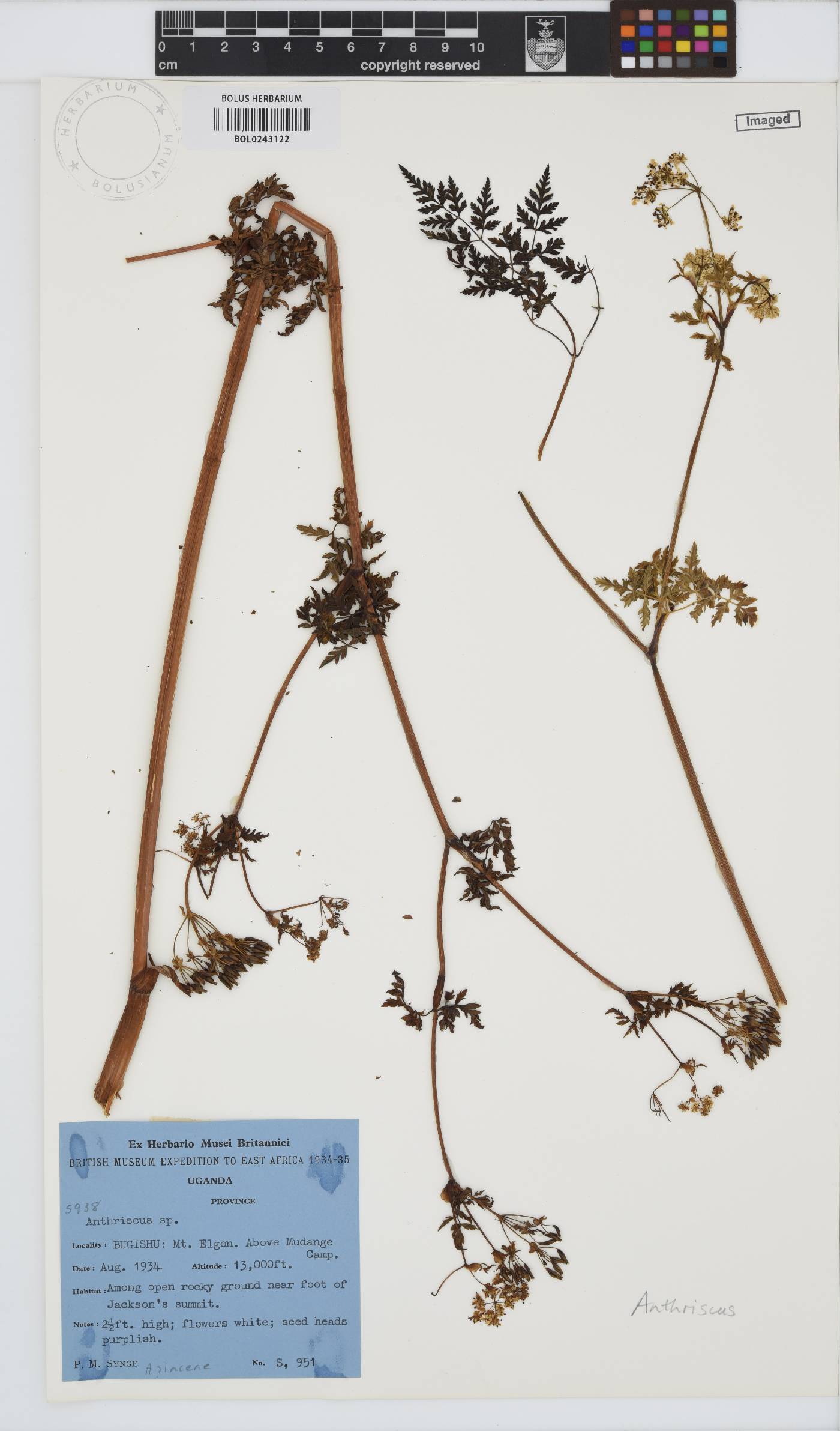 Anthriscus image