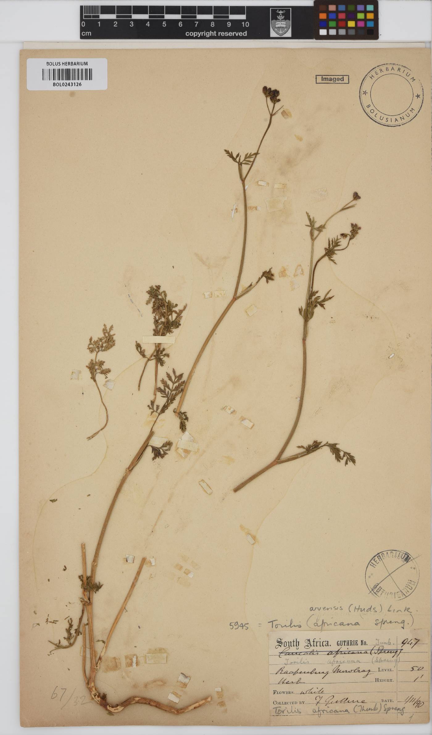 Torilis africana image