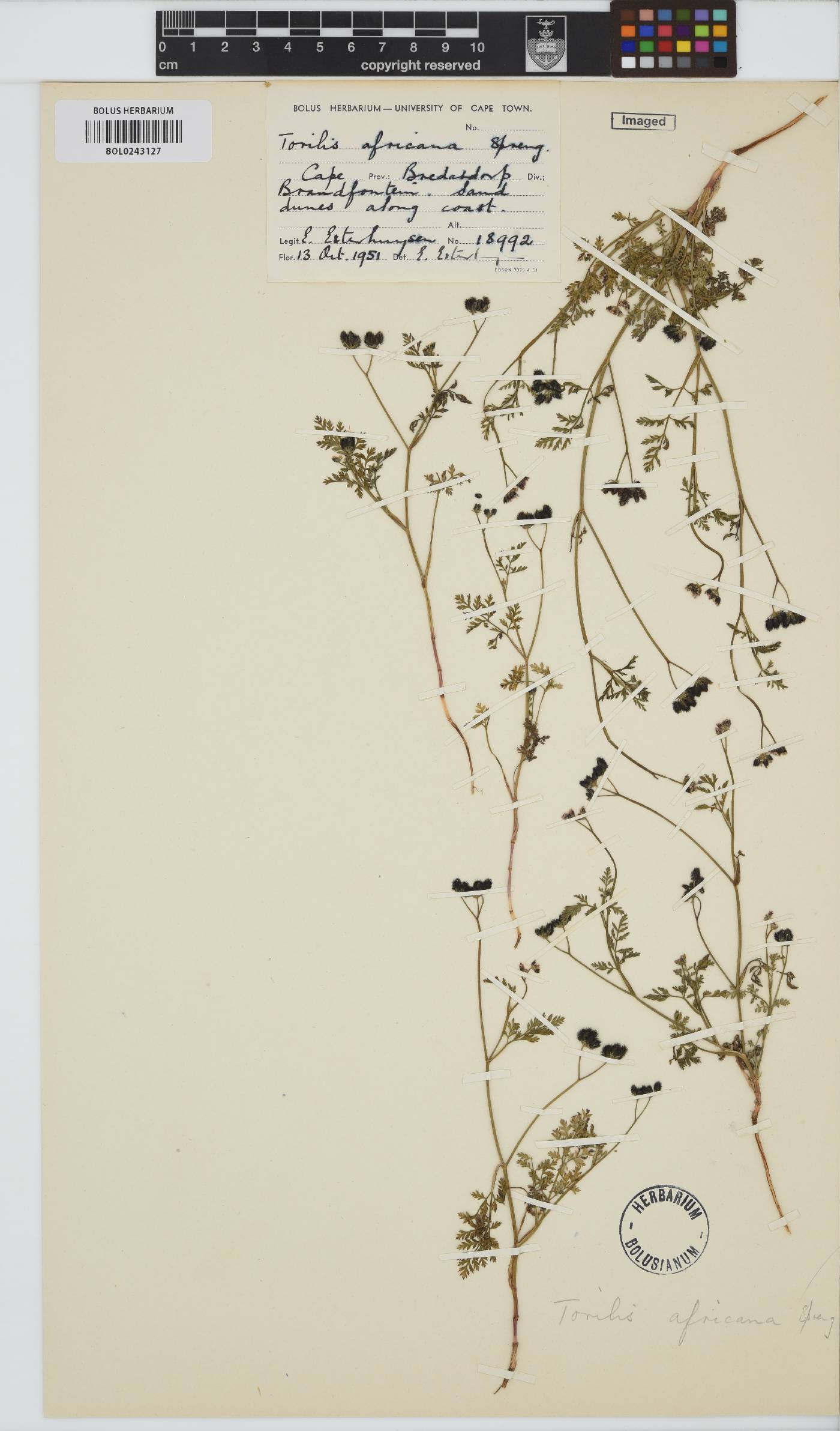 Torilis africana image