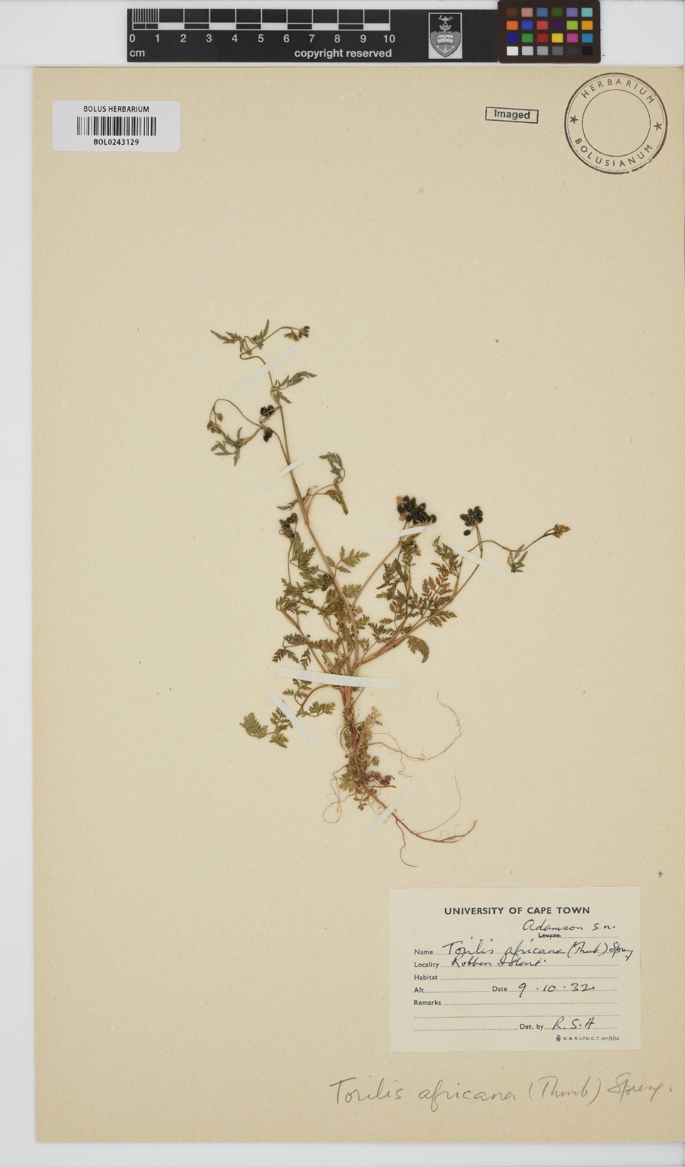 Torilis africana image