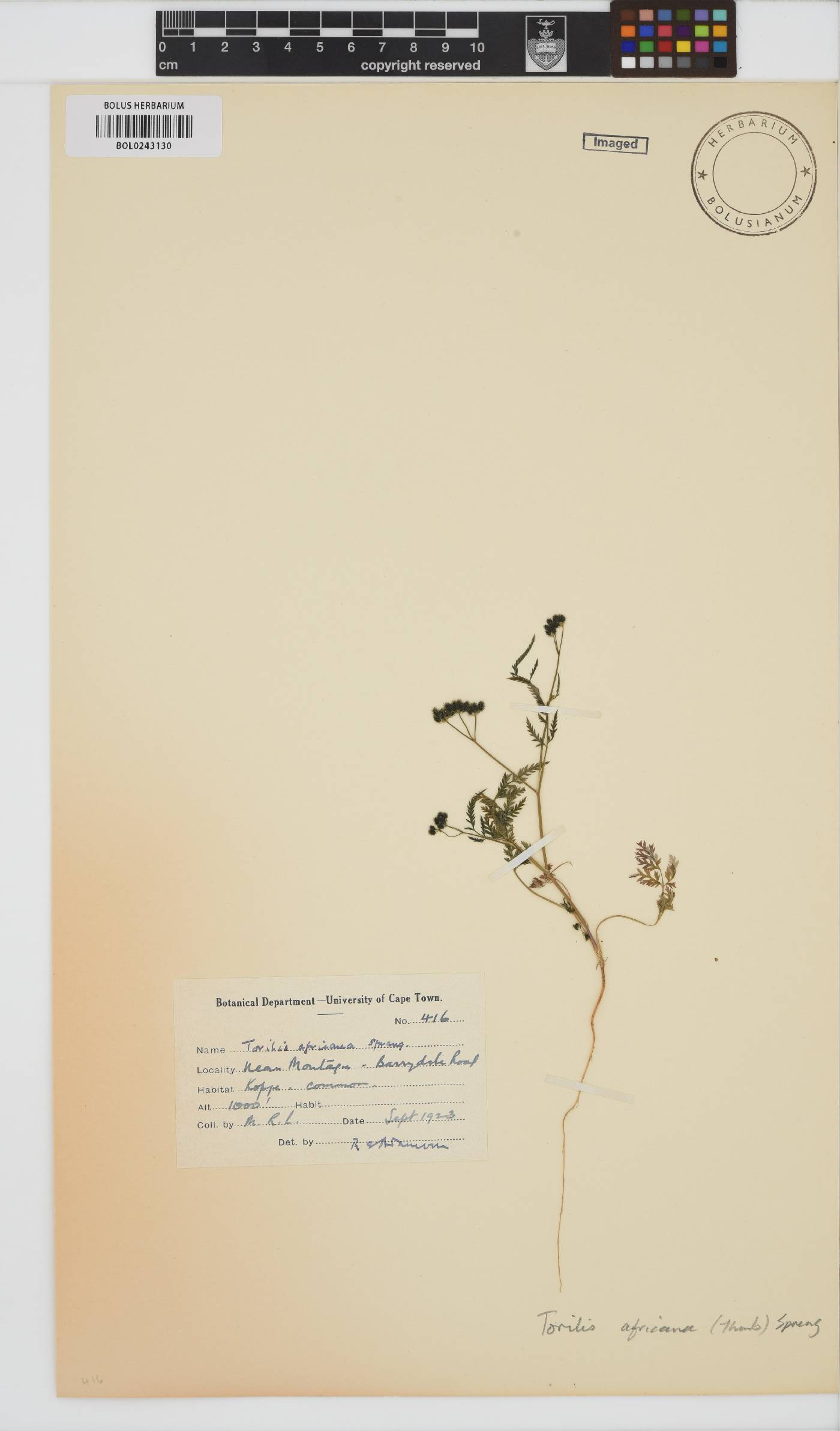 Torilis africana image