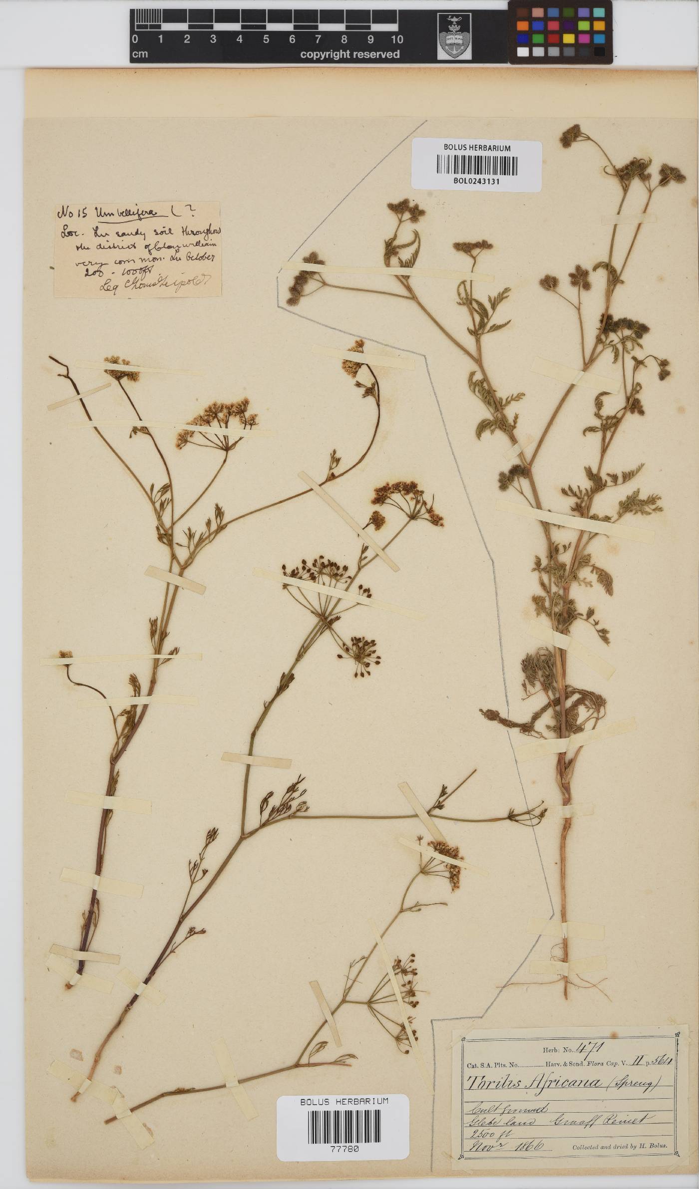 Torilis africana image