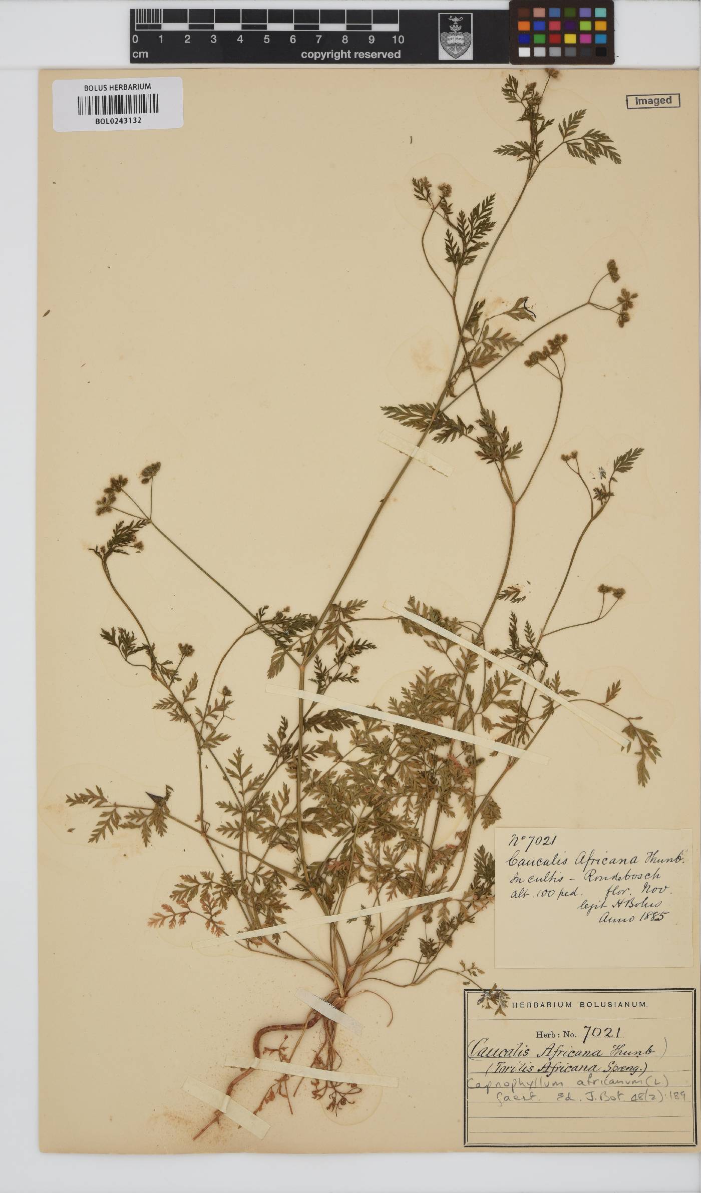 Torilis africana image