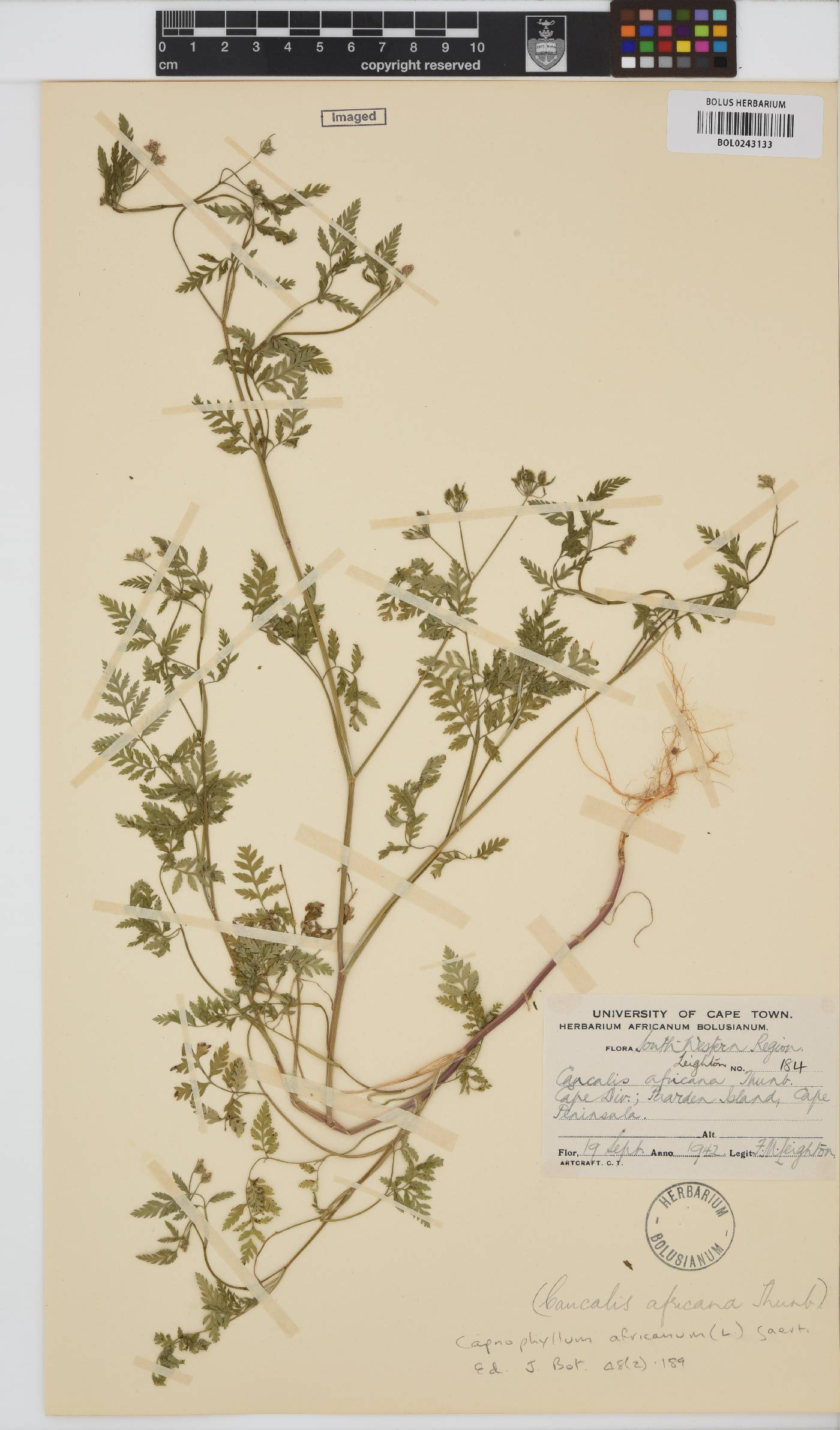 Apiaceae image