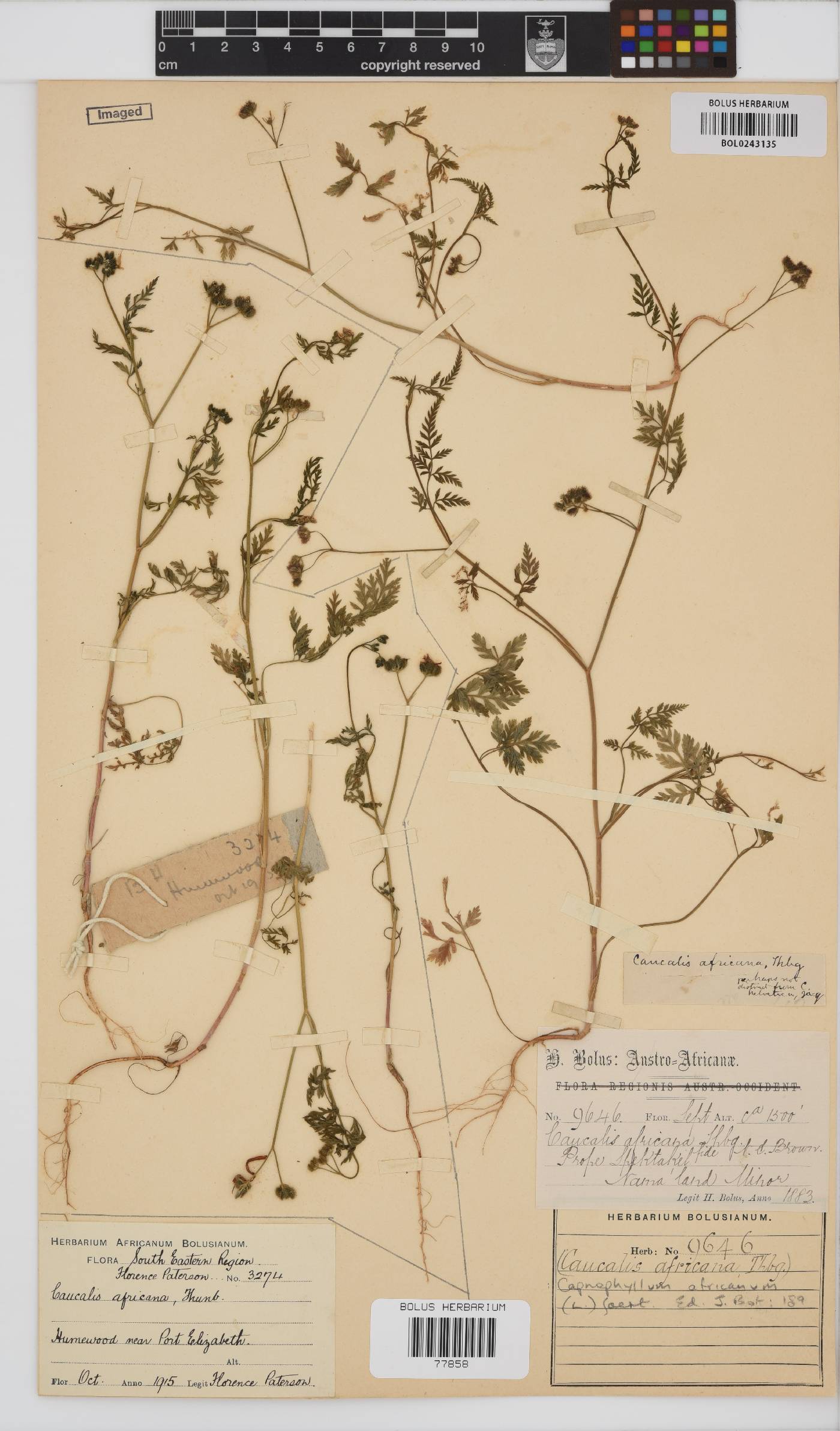 Torilis africana image