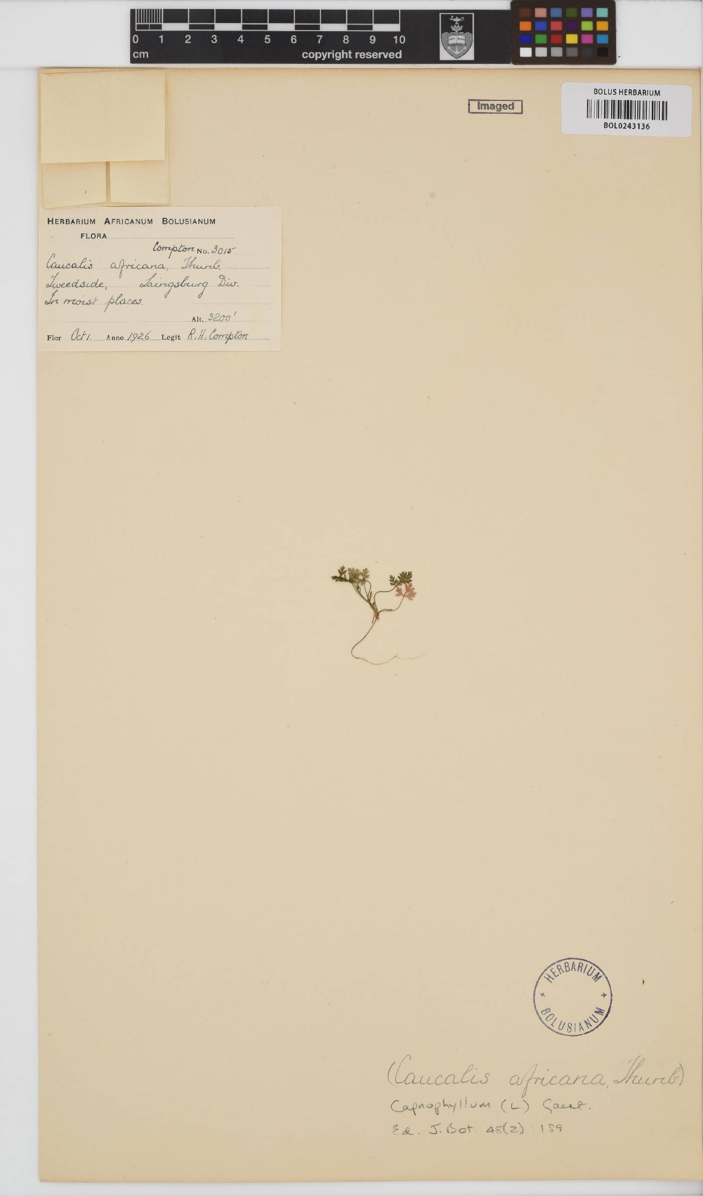 Torilis africana image