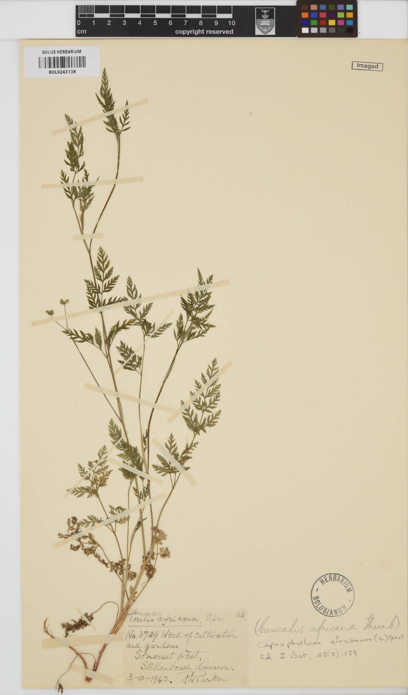 Torilis africana image