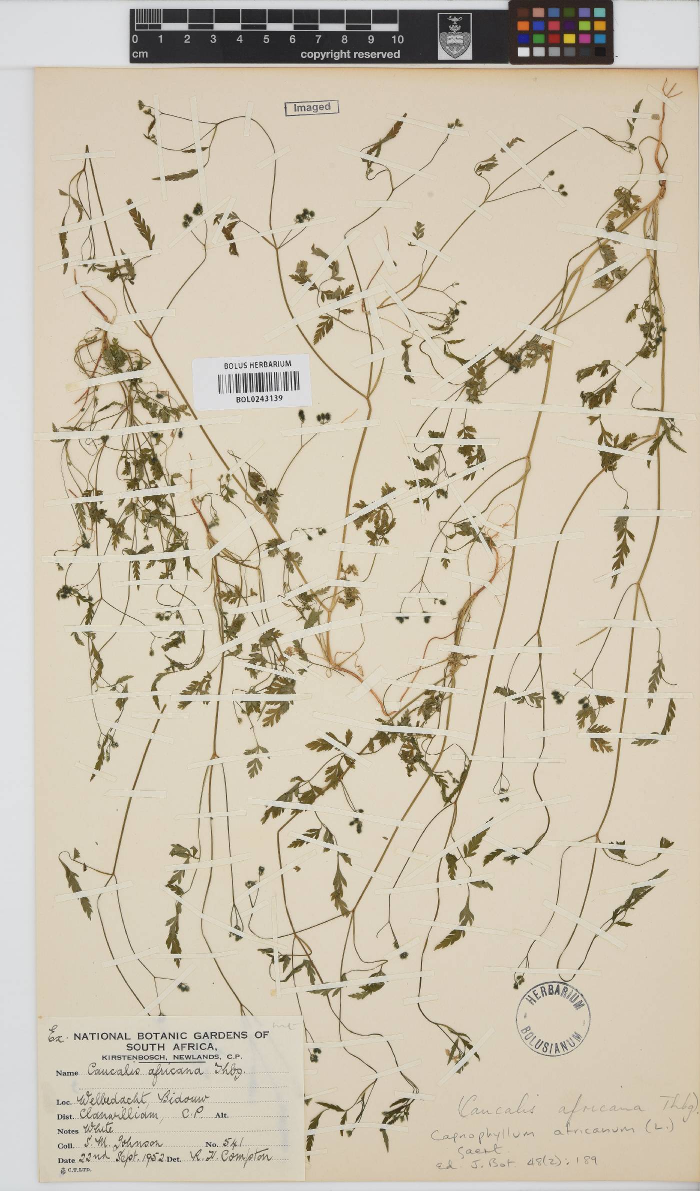 Torilis africana image