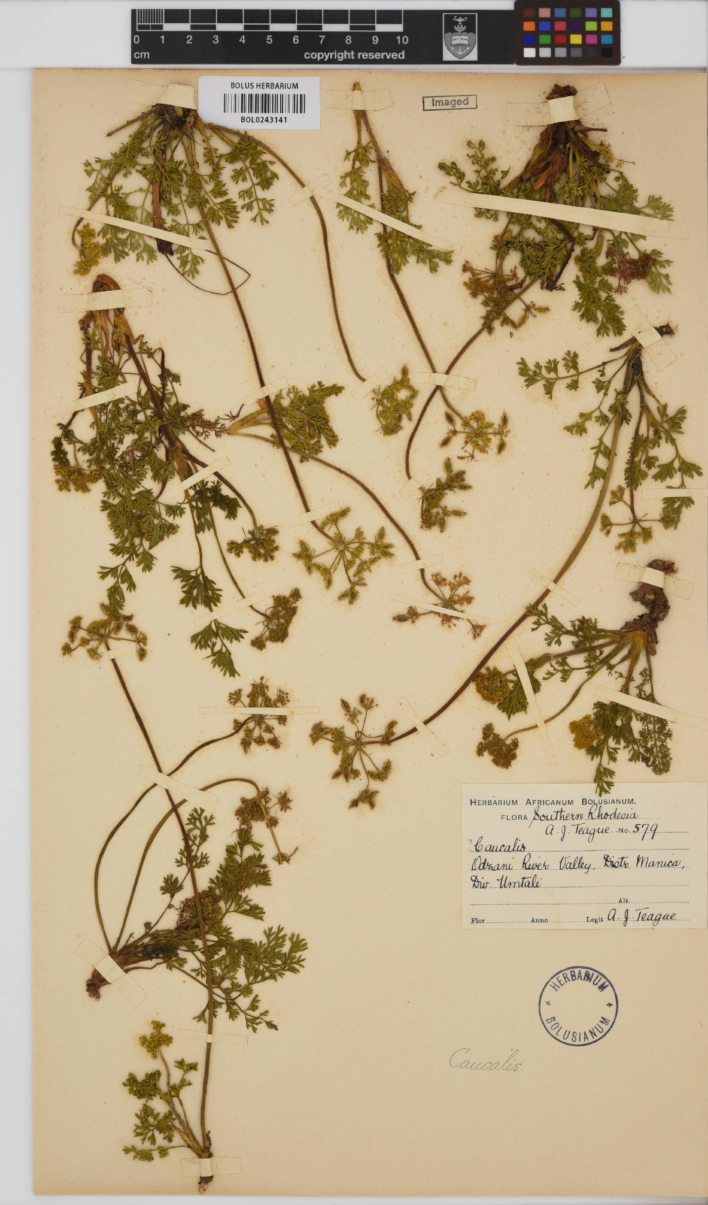 Torilis africana image