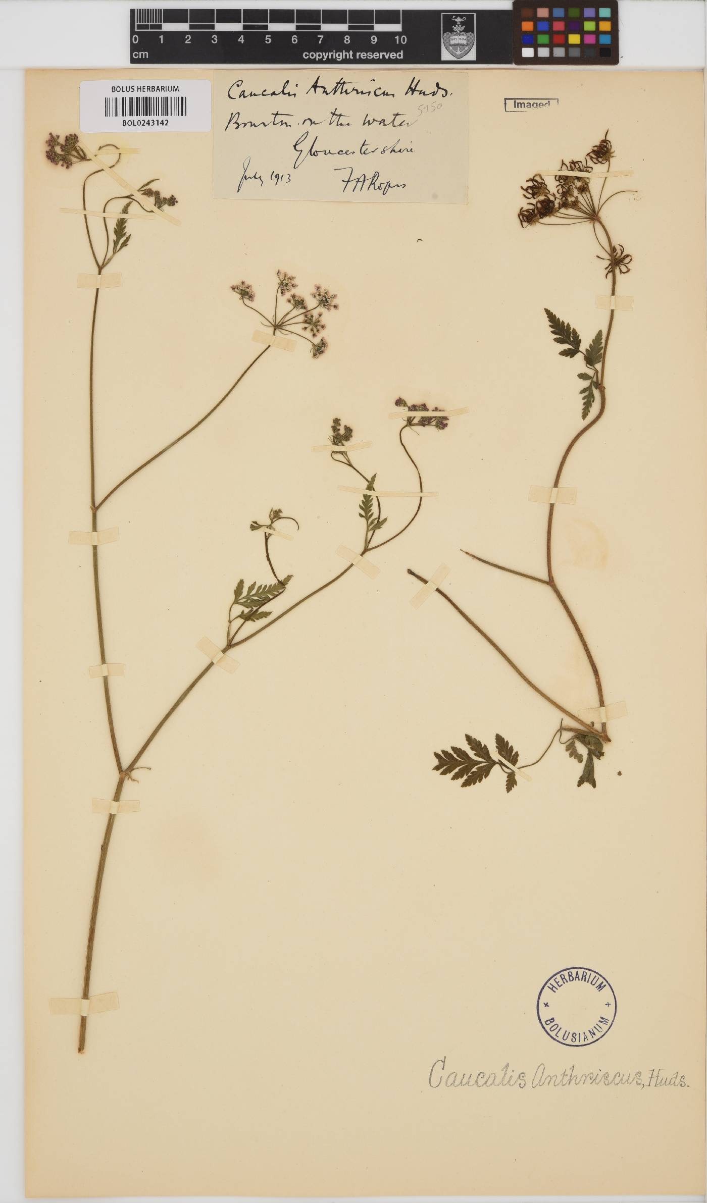 Torilis japonica image
