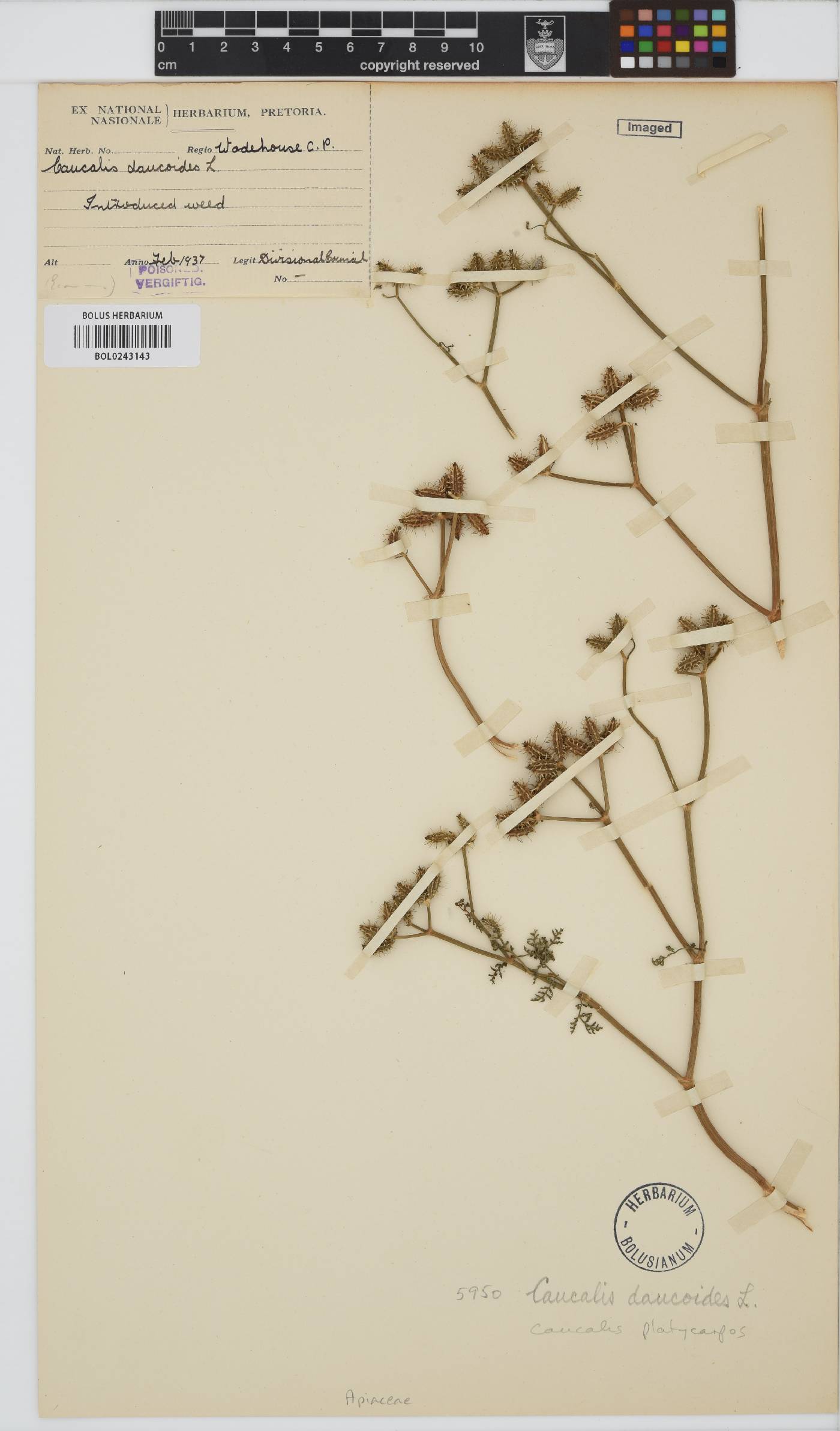 Caucalis image