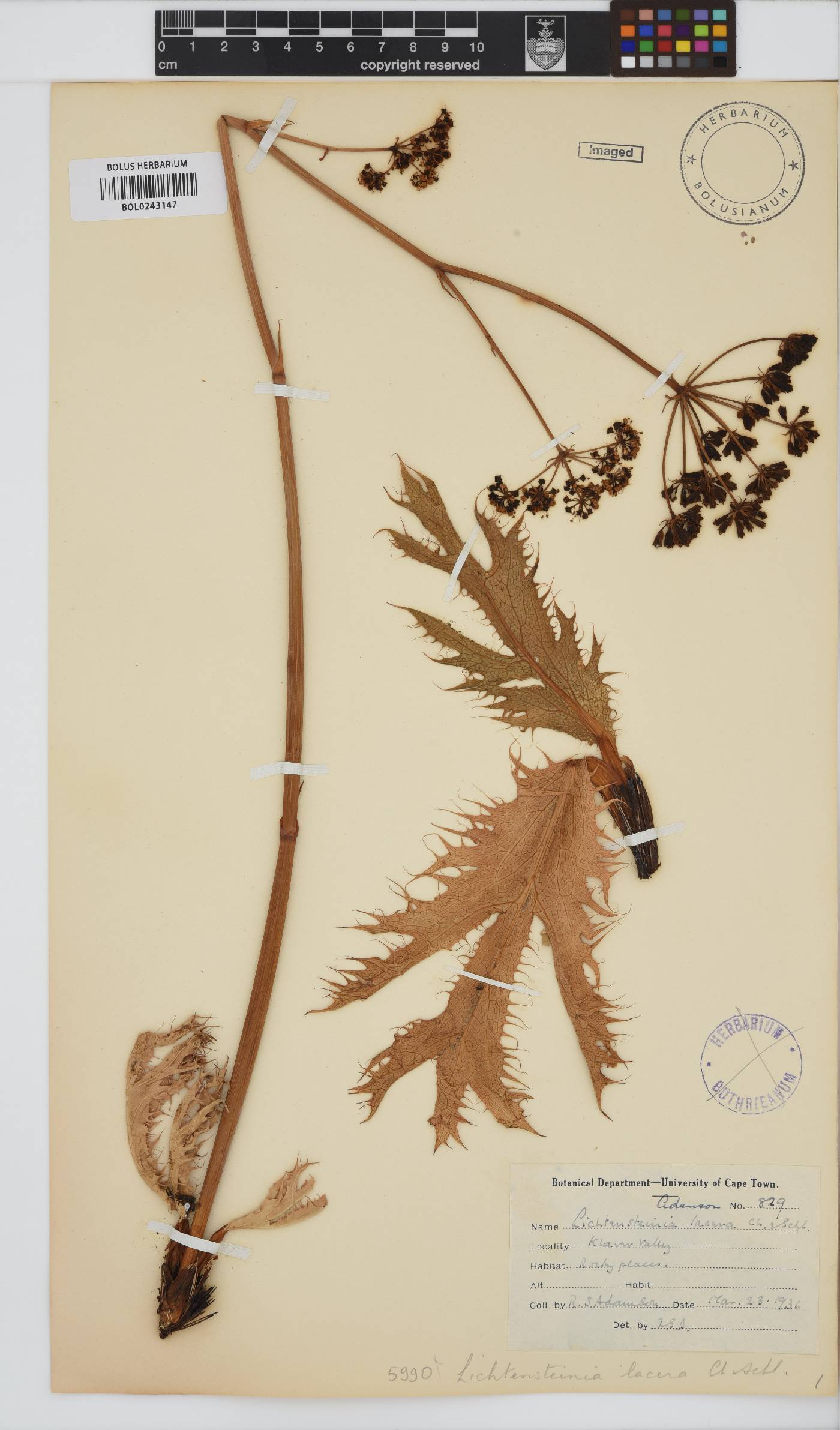 Lichtensteinia lacera image