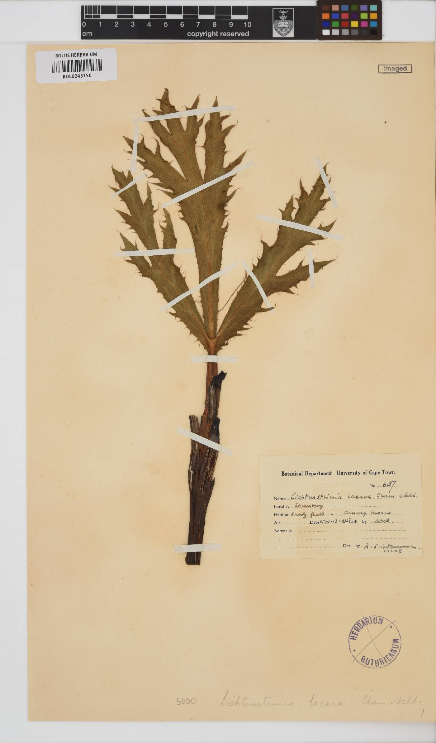 Lichtensteinia lacera image