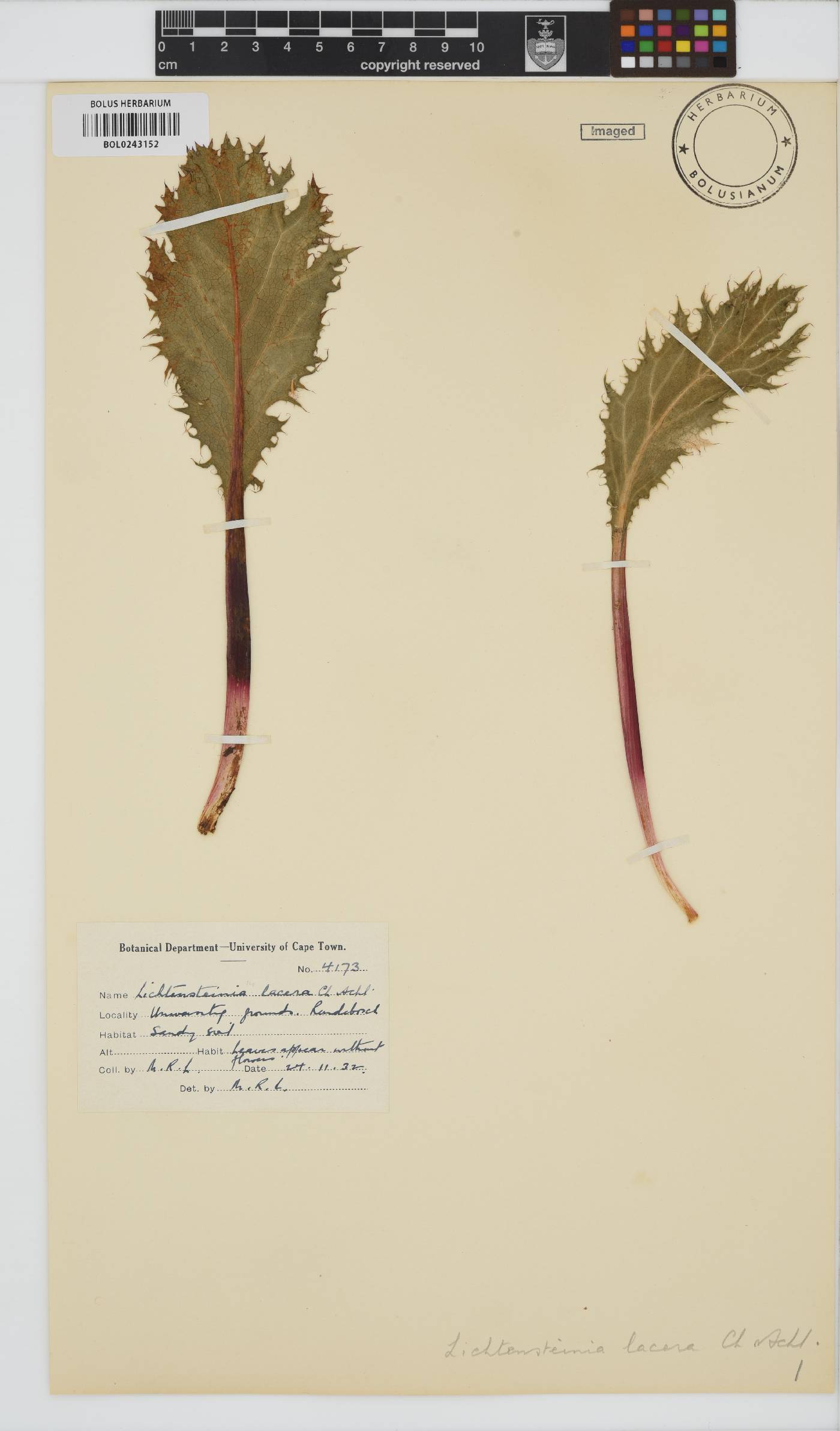 Lichtensteinia lacera image