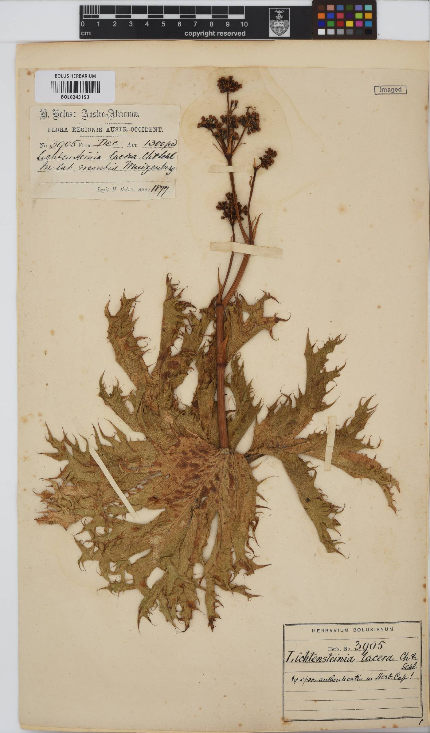 Lichtensteinia lacera image