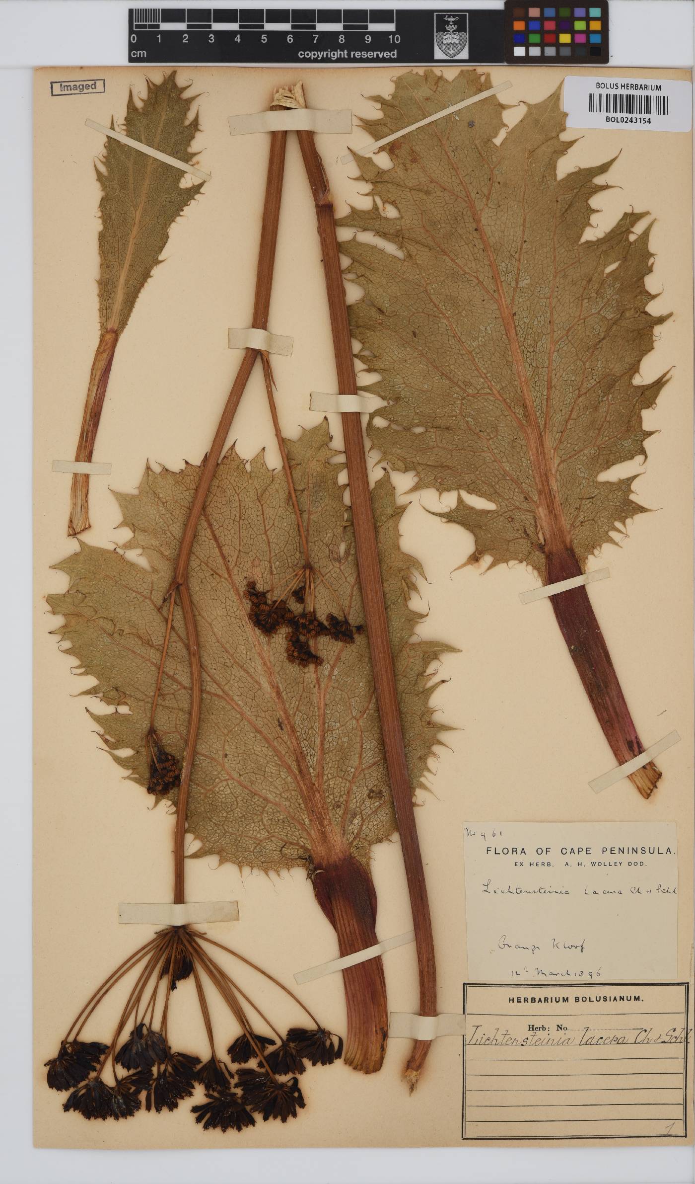 Lichtensteinia lacera image