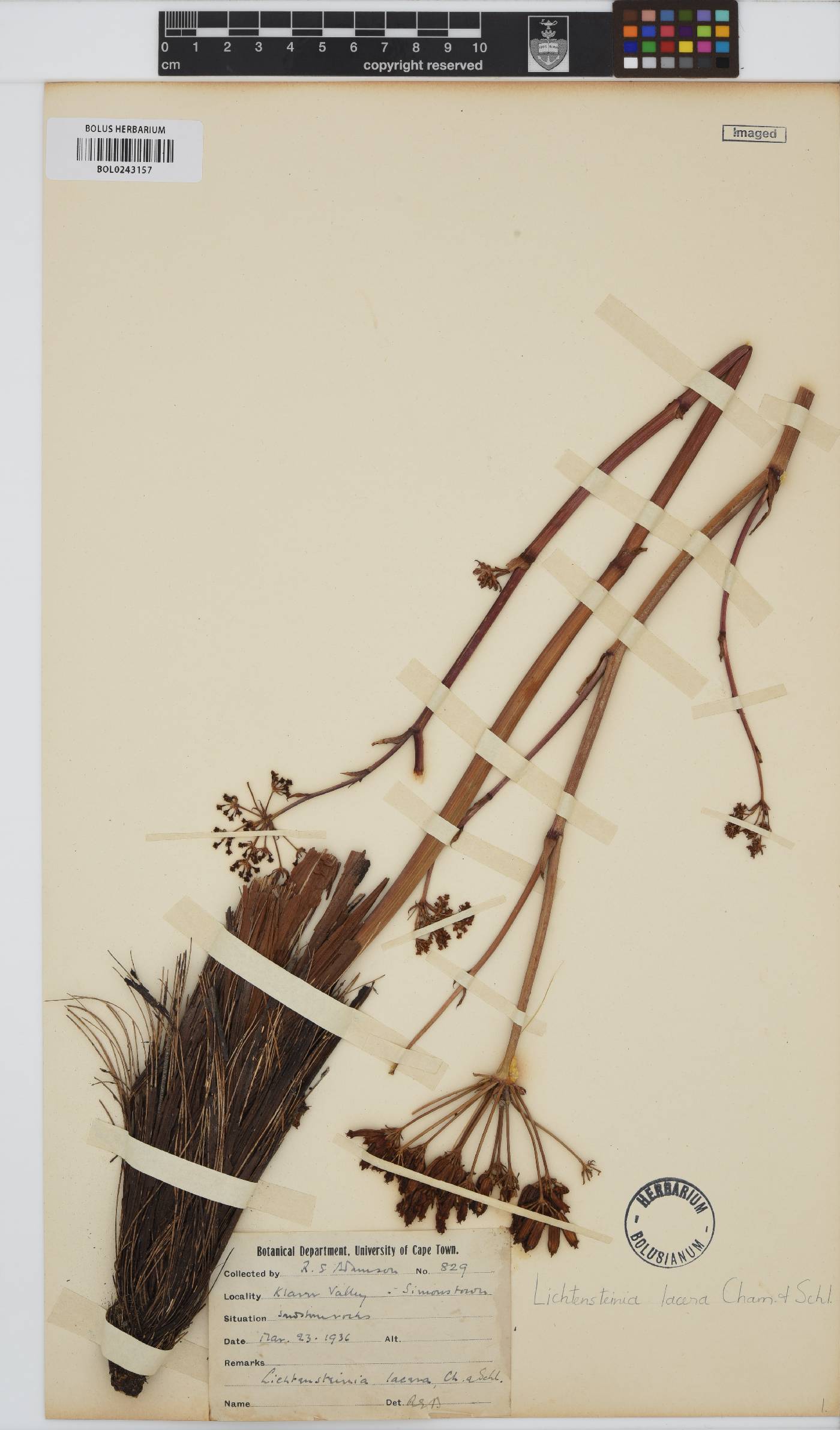Lichtensteinia lacera image