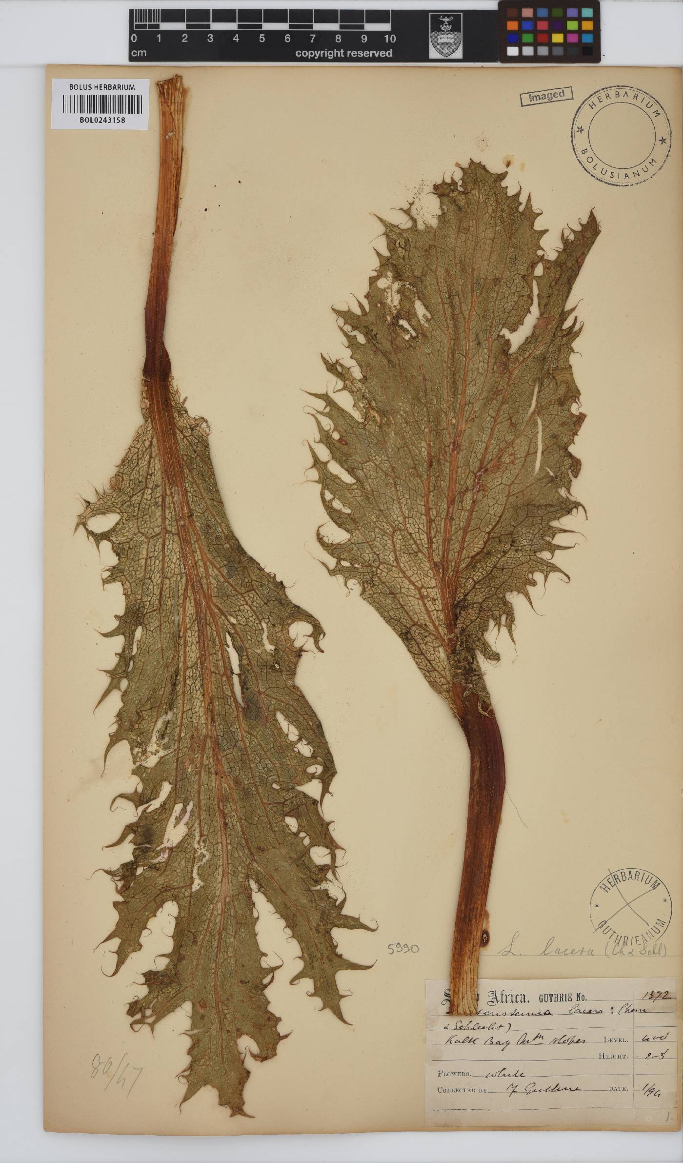 Lichtensteinia lacera image