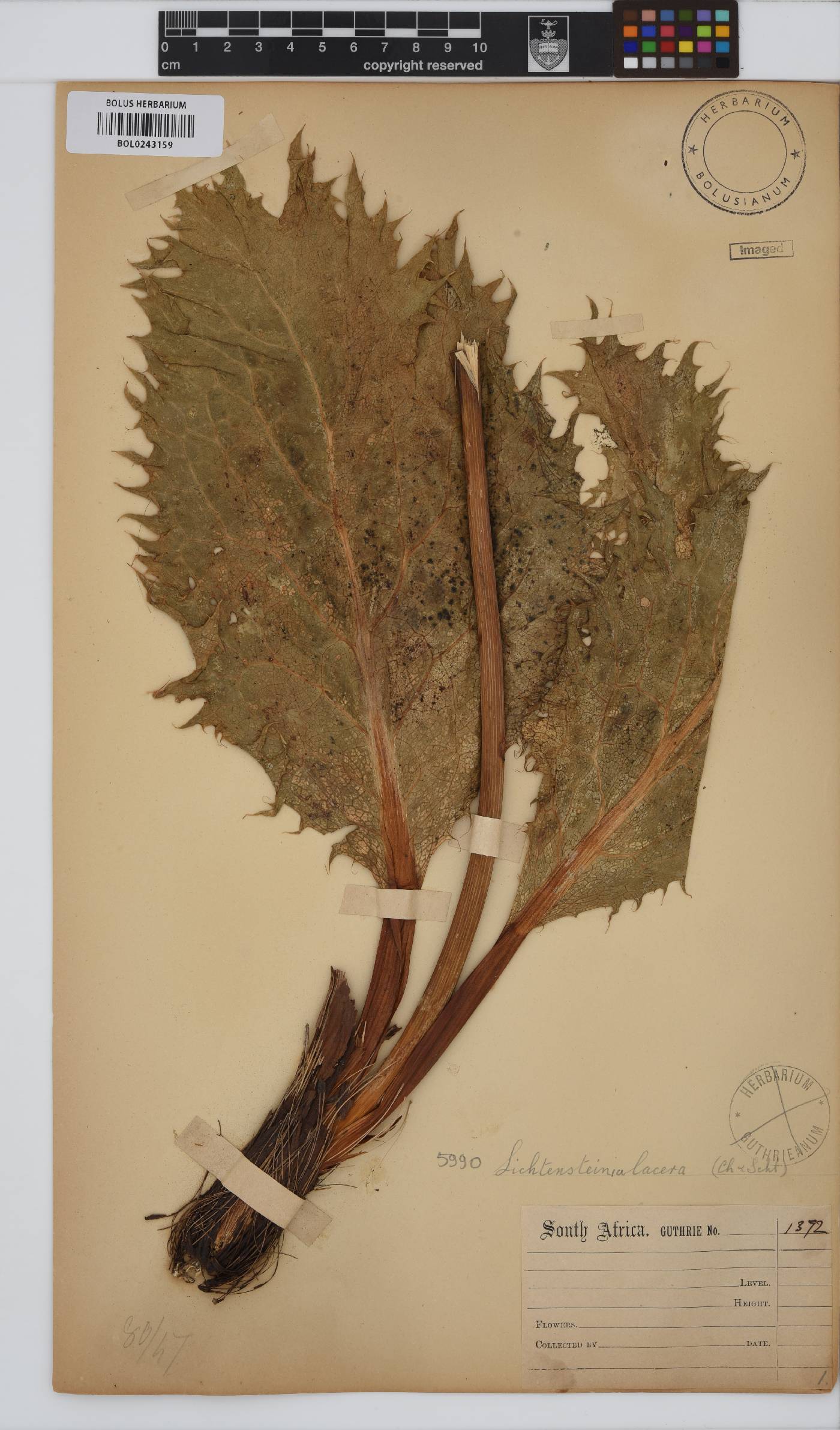 Lichtensteinia lacera image