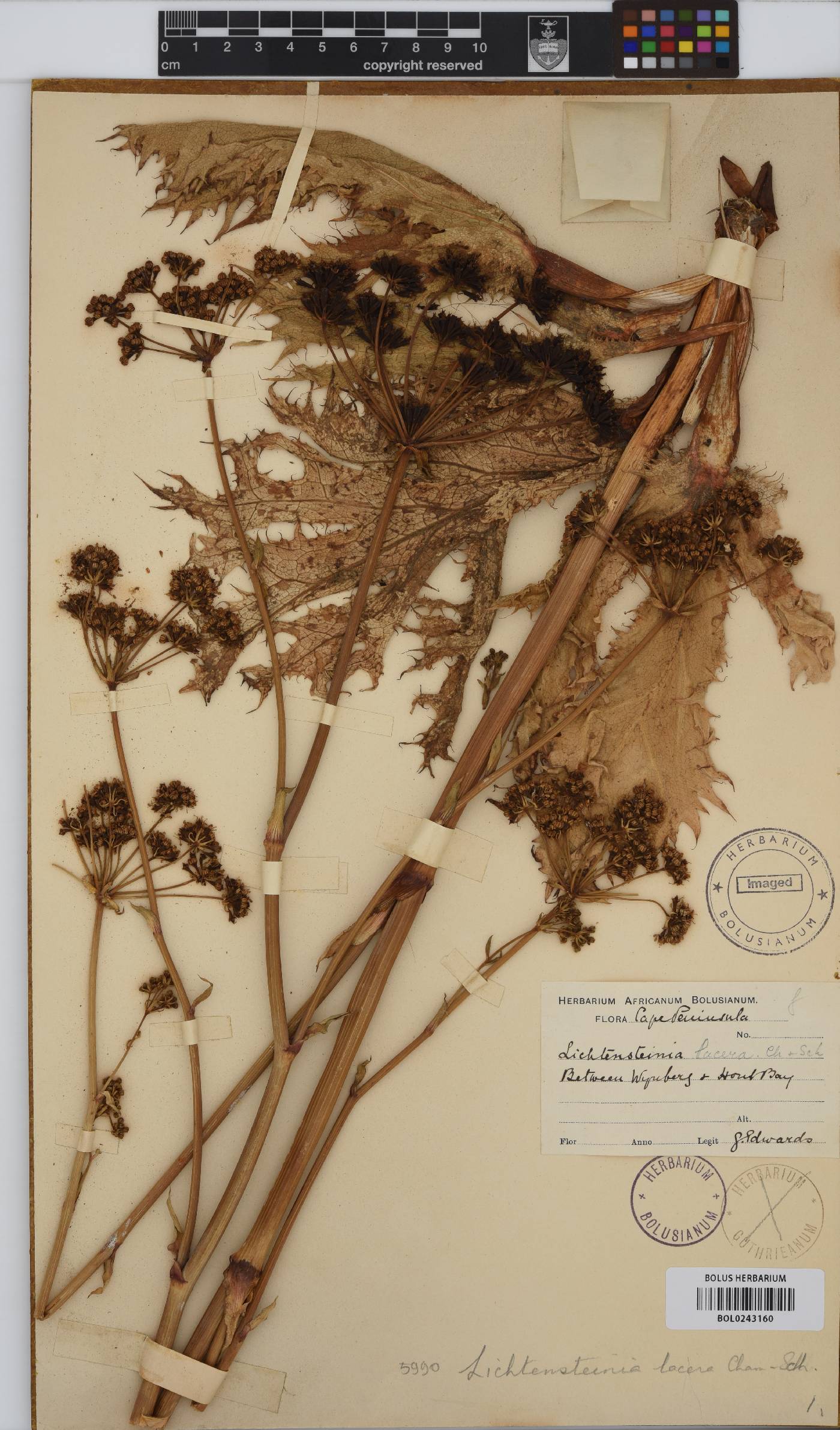 Lichtensteinia lacera image