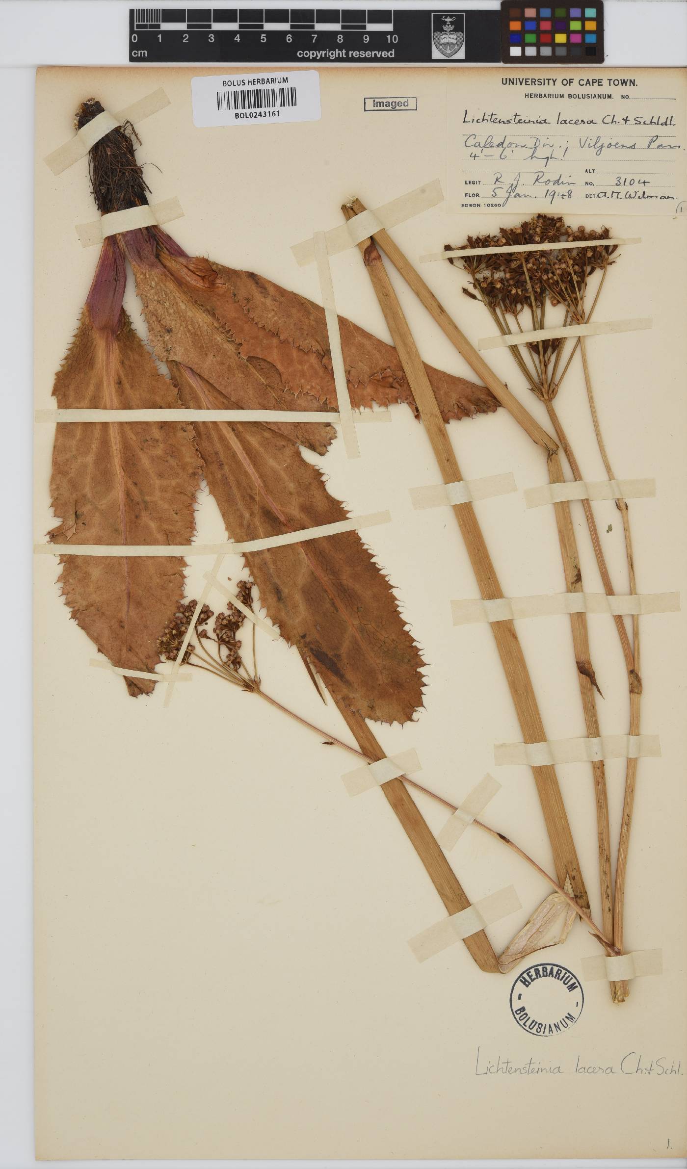 Lichtensteinia lacera image