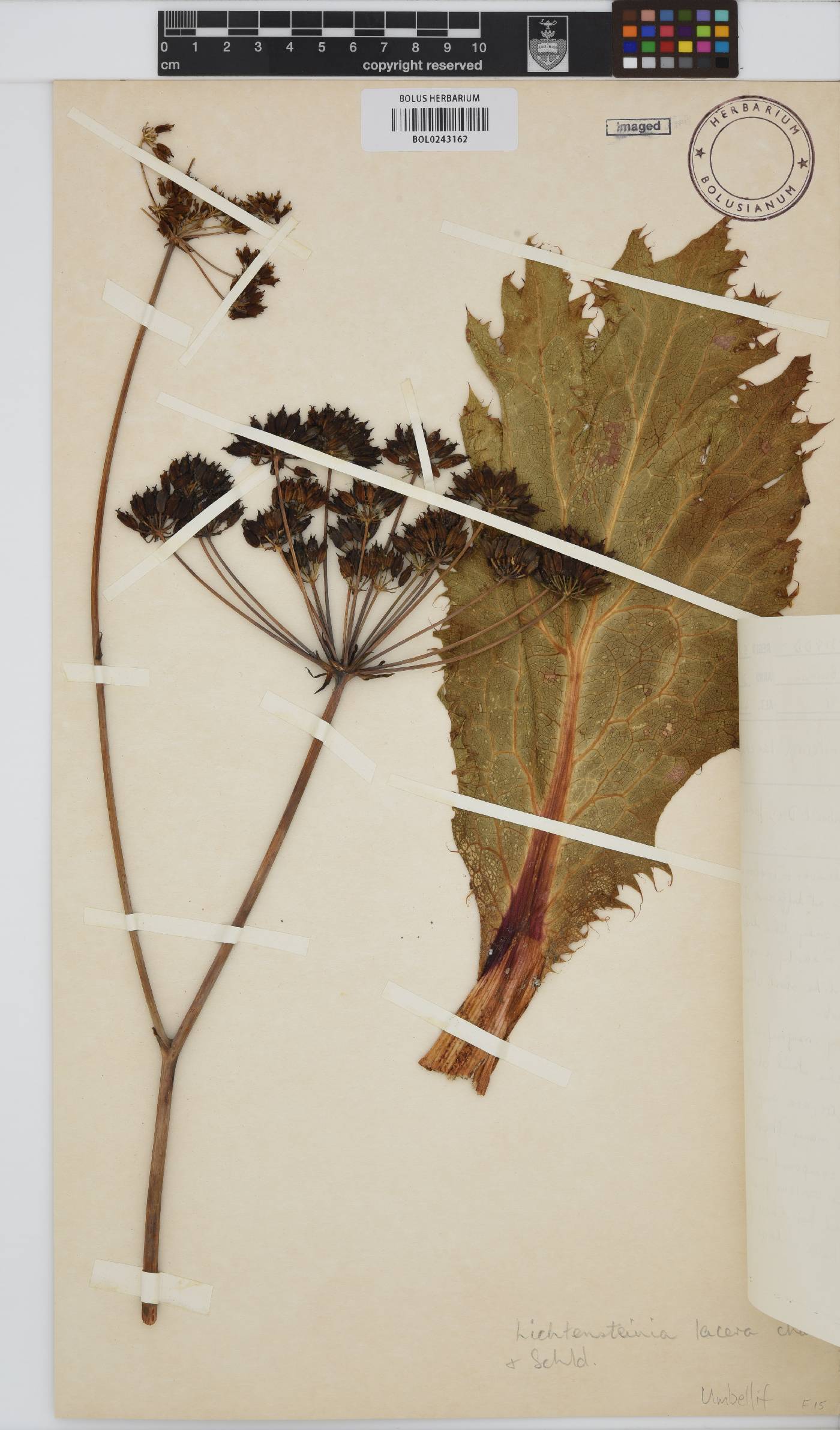 Lichtensteinia lacera image