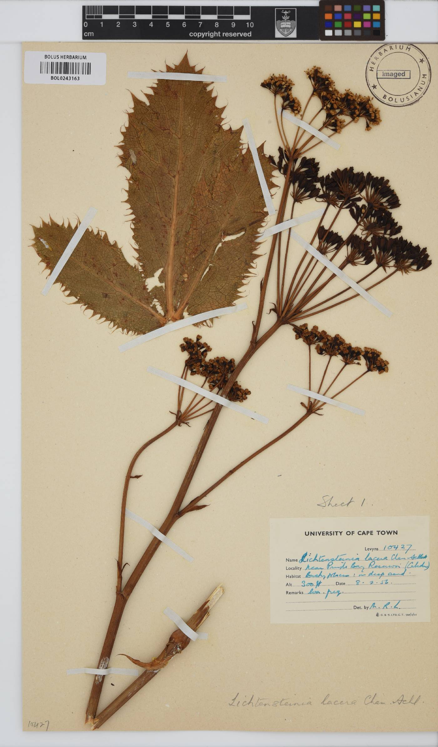 Lichtensteinia lacera image